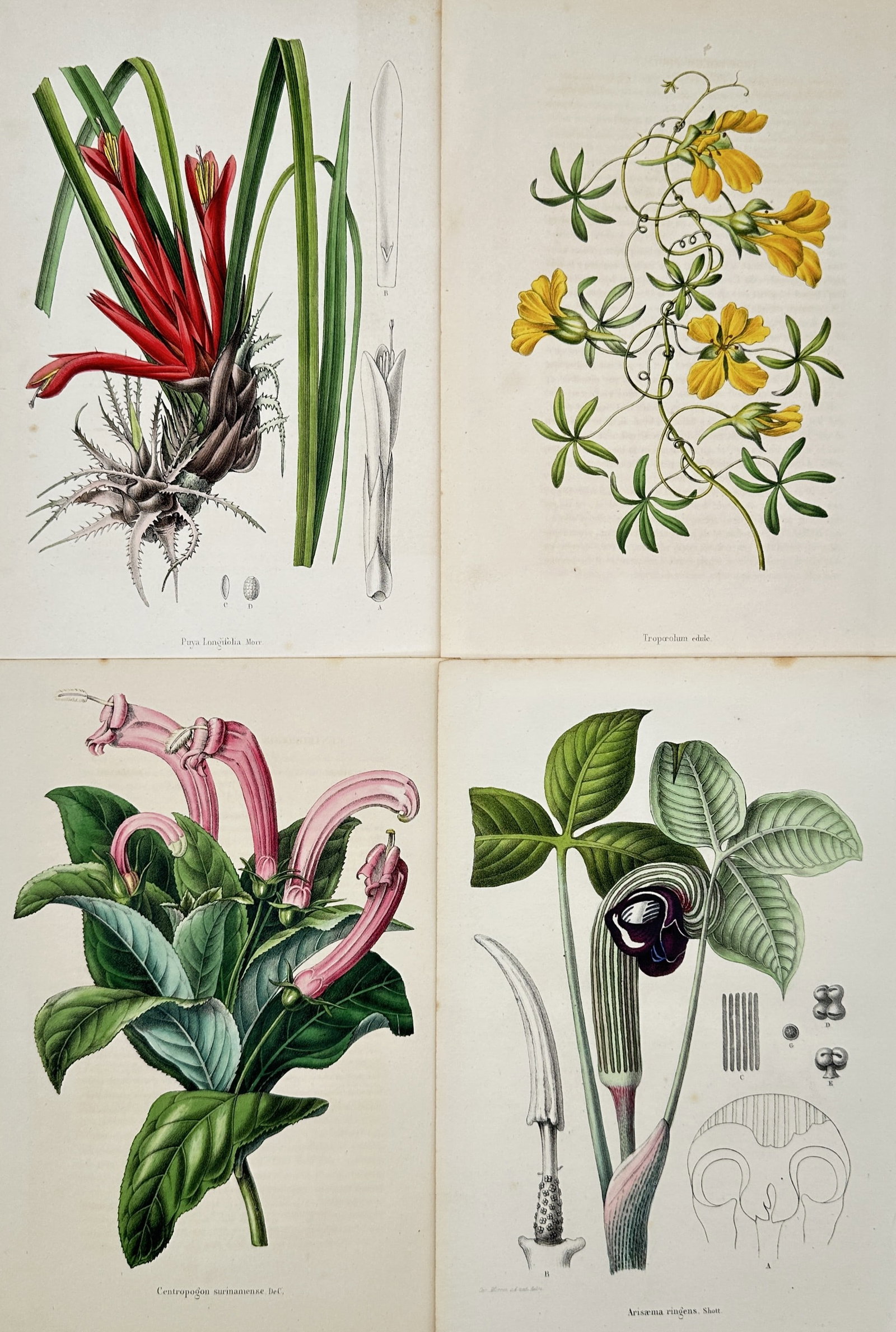Charles Morren – Set of 4: Botanical Plates of Exotic Flowers – Lithographs (19th Century): "Annales de la Société Royale d'Agriculture et de Botanique de Gand" This collection features a series of scientific botanical studies showcasing various exotic flowering plants, including bright re