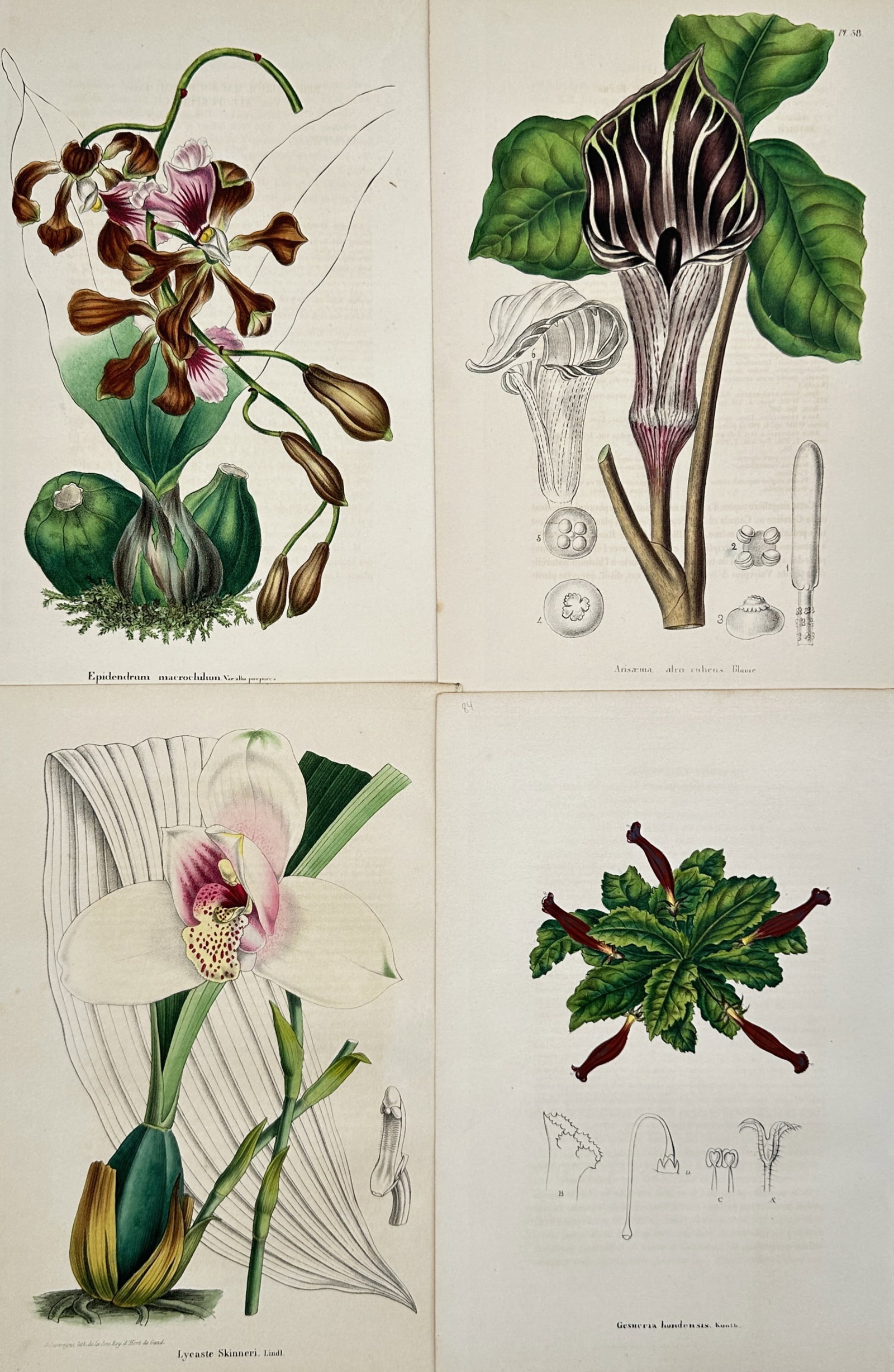 Charles Morren – Set of 4: Botanical Plates of Orchids and Exotic Plants – Lithographs (19th: "Annales de la Société Royale d'Agriculture et de Botanique de Gand" This collection features a series of scientific botanical studies showcasing various orchid varieties and exotic plants, includin
