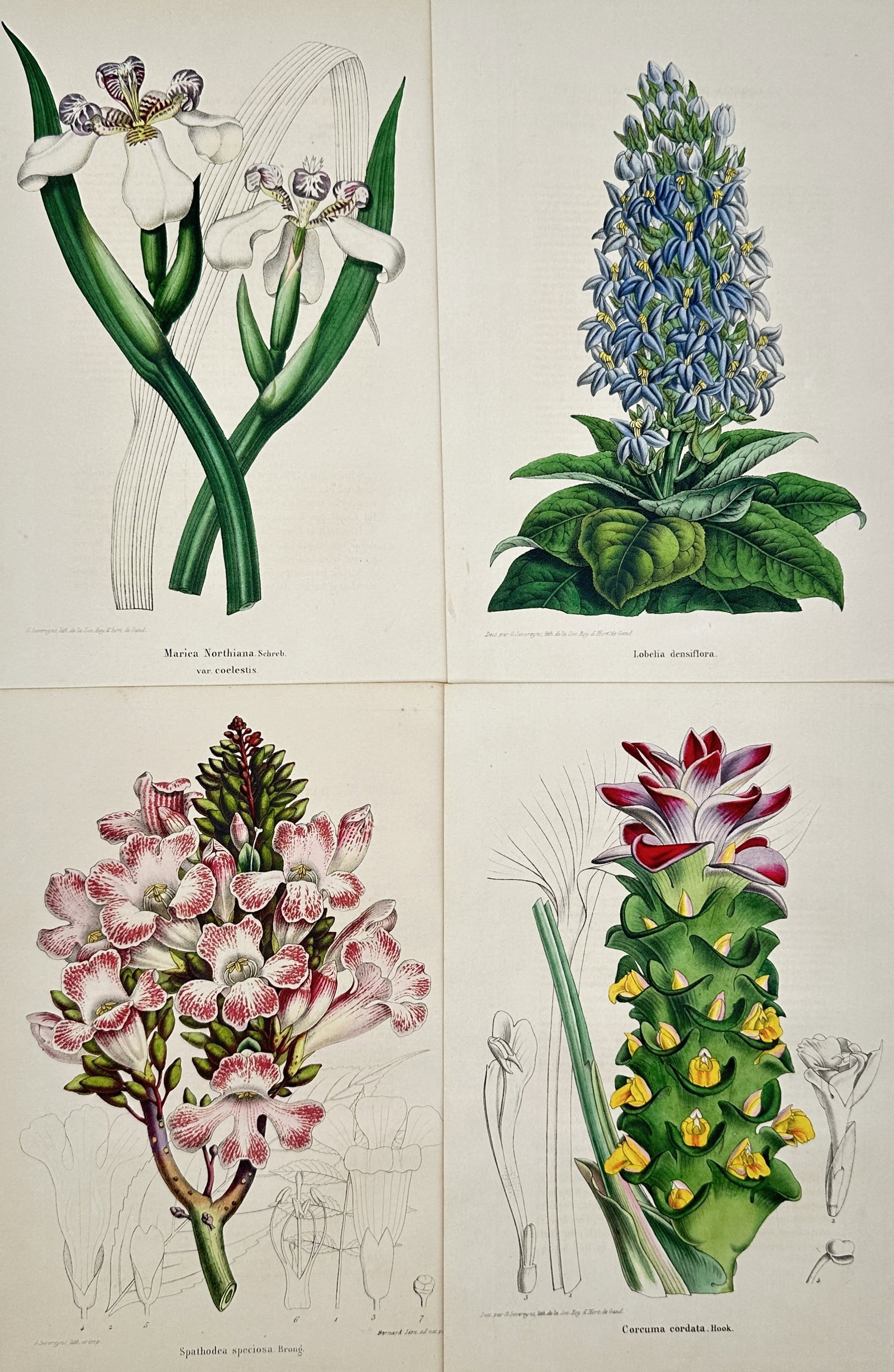 Charles Morren – Set of 4: Botanical Plates of Flowering Plants – Lithographs (19th Century) (1 of 2)