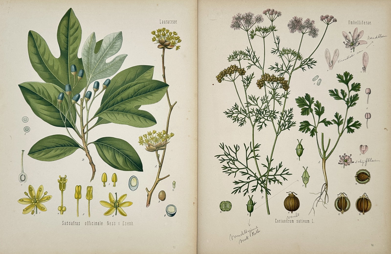 Hermann Adolph Koehler – Set of 2: Botanical Plates of Sassafras and Coriander (1 of 2)