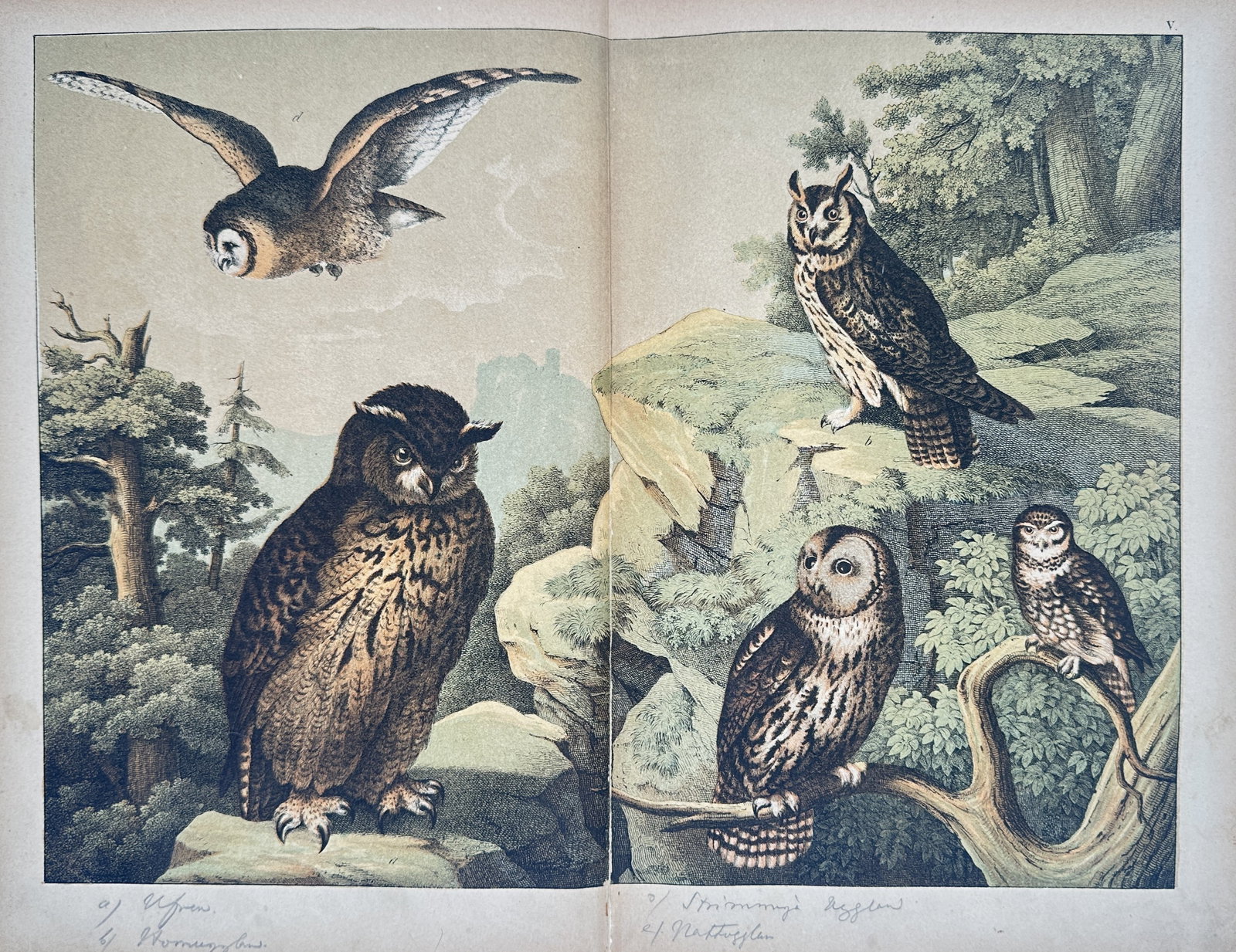 Gotthilf Heinrich von Schubert – Ornithological Study of Owls – Lithograph (1880) (1 of 2)