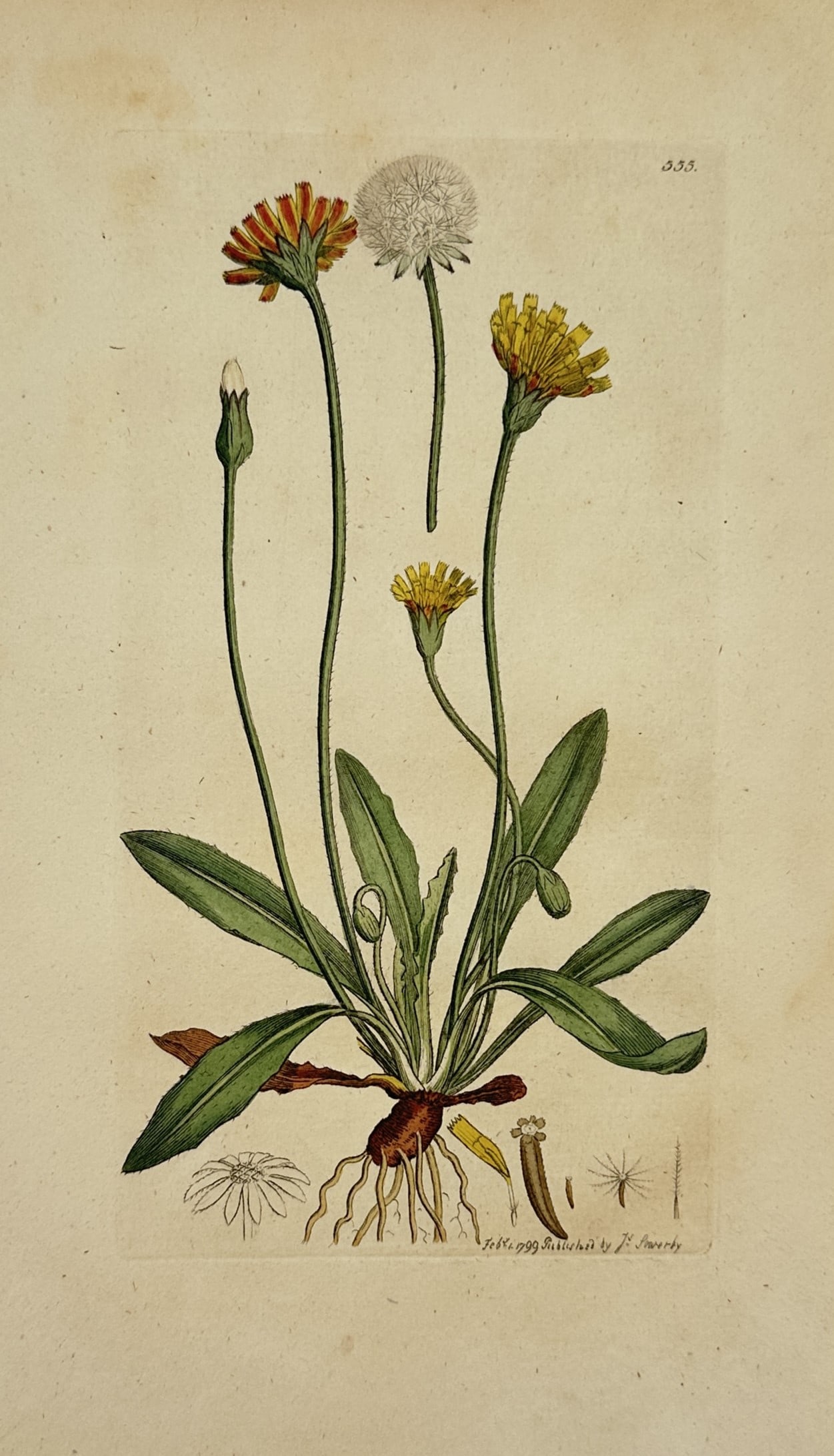 James Sowerby – Botanical Study of Hawkweed – Engraving (1799): "Leopard's-Bane Hawkweed" depicts a broad overview of several slender stems bearing orange and yellow blossoms rising from a basal leaf rosette. This botanical study serves to document the specific mo