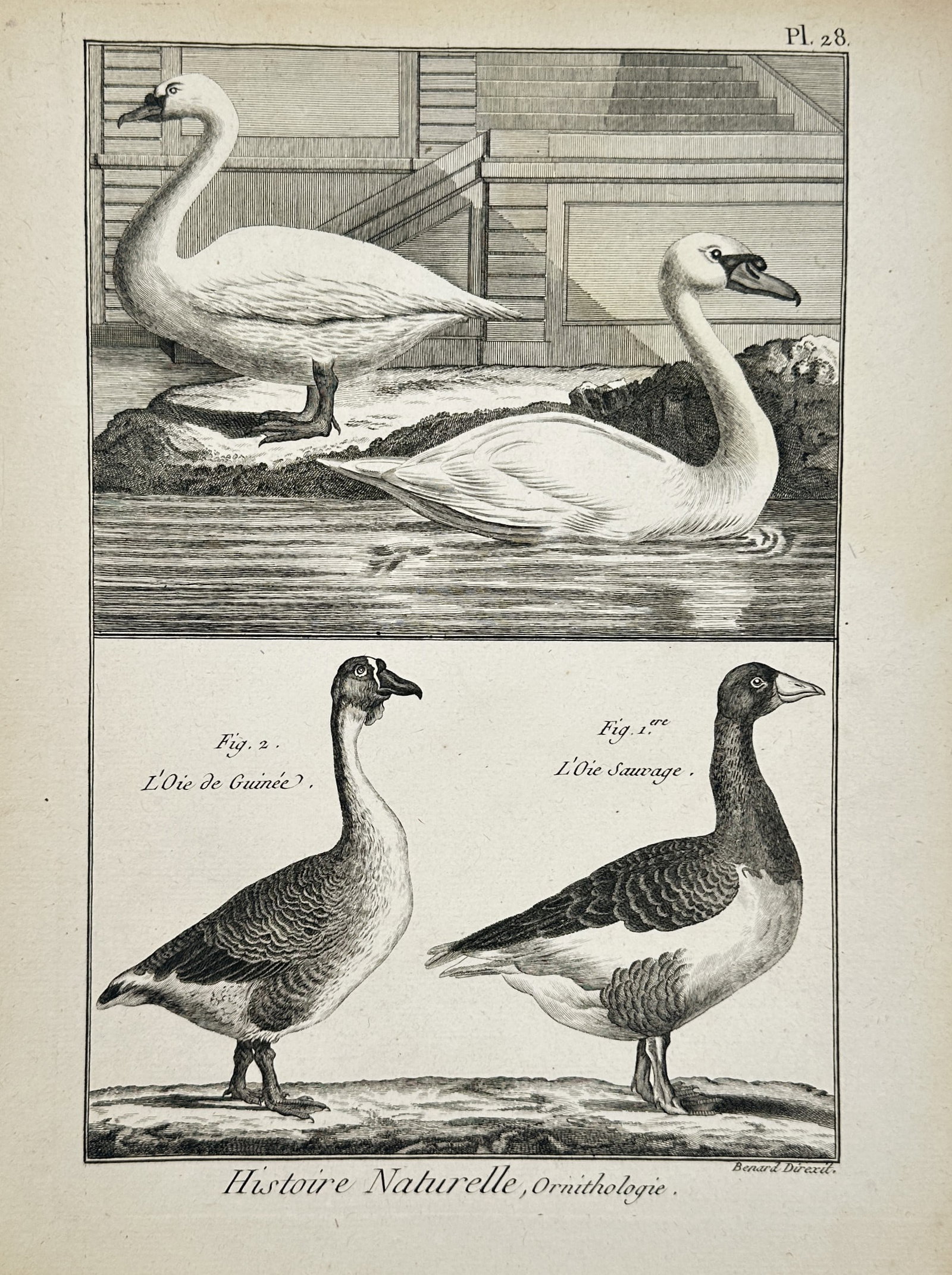 Robert Bénard – Ornithological Study of Swans and Geese – Engraving (18th Century) (1 of 2)