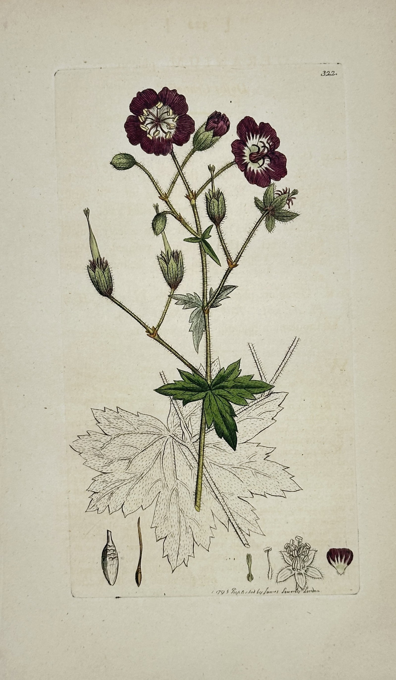 James Sowerby – Botanical Study of a Purple Flower – Engraving (1793): "Dusky Crane's-bill" depicts a broad overview of a flowering plant stem with dark purple blossoms and lobed green leaves. This botanical study serves to document the specific morphological characteris