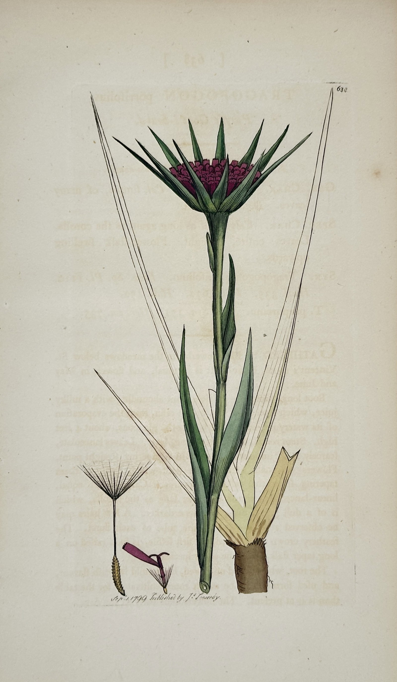 James Sowerby – Botanical Study of Purple Goat's-beard – Engraving (1799): "Purple Goat's-beard" depicts a broad overview of a single flowering stem showing purple petals enclosed by long green bracts alongside isolated seed and petal details. This botanical study serves to 