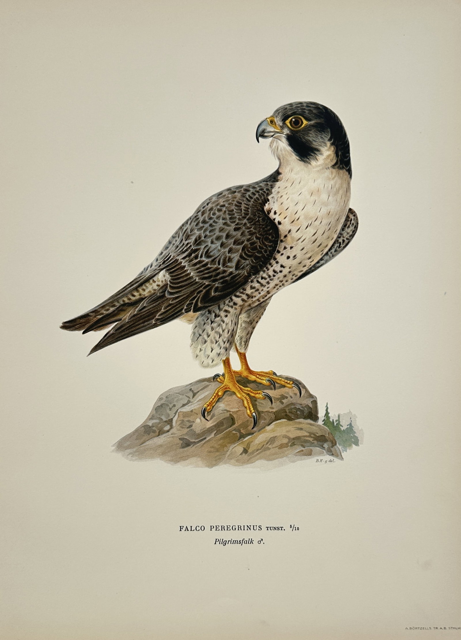 Magnus von Wright – Ornithological Study of a Peregrine Falcon – Lithograph (1920s): "Falco Peregrinus / Pilgrimsfalk" depicts a broad overview of a majestic peregrine falcon perched confidently atop a rocky outcrop against a minimal background showing distant evergreen treetops. The 