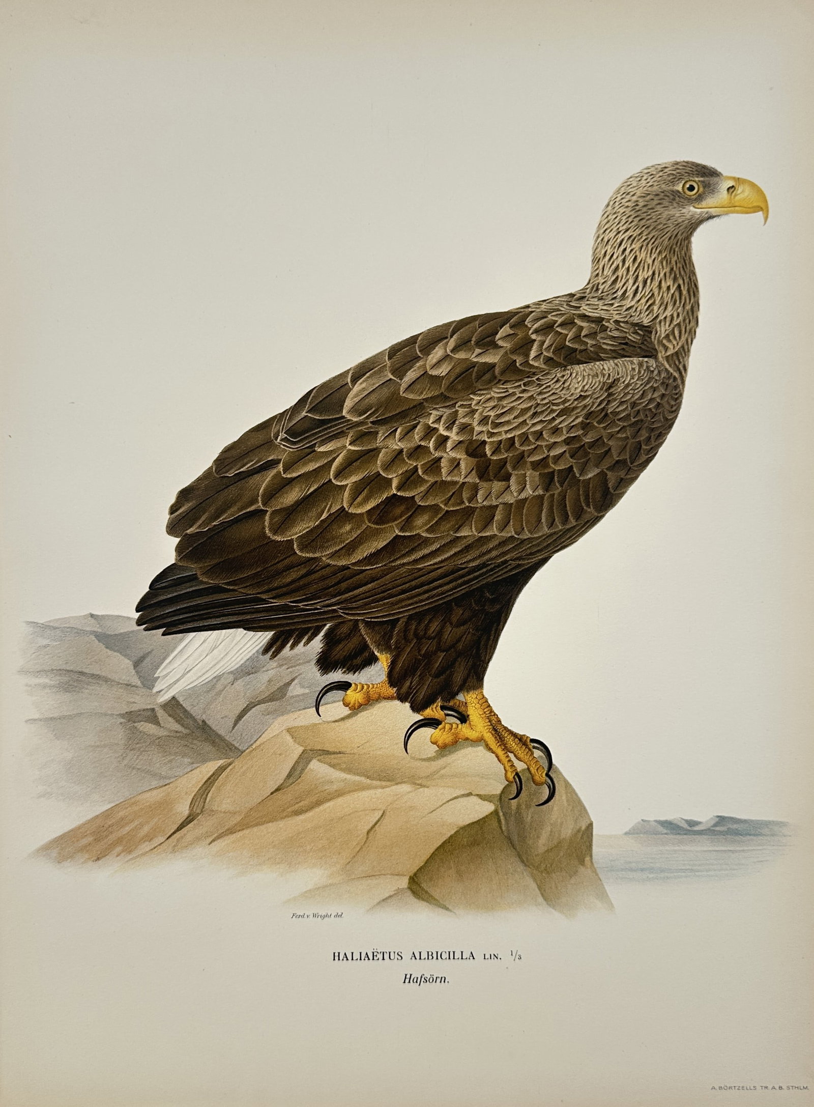 Ferdinand von Wright – Ornithological Study of a White-Tailed Eagle – Lithograph (1920s) (1 of 2)