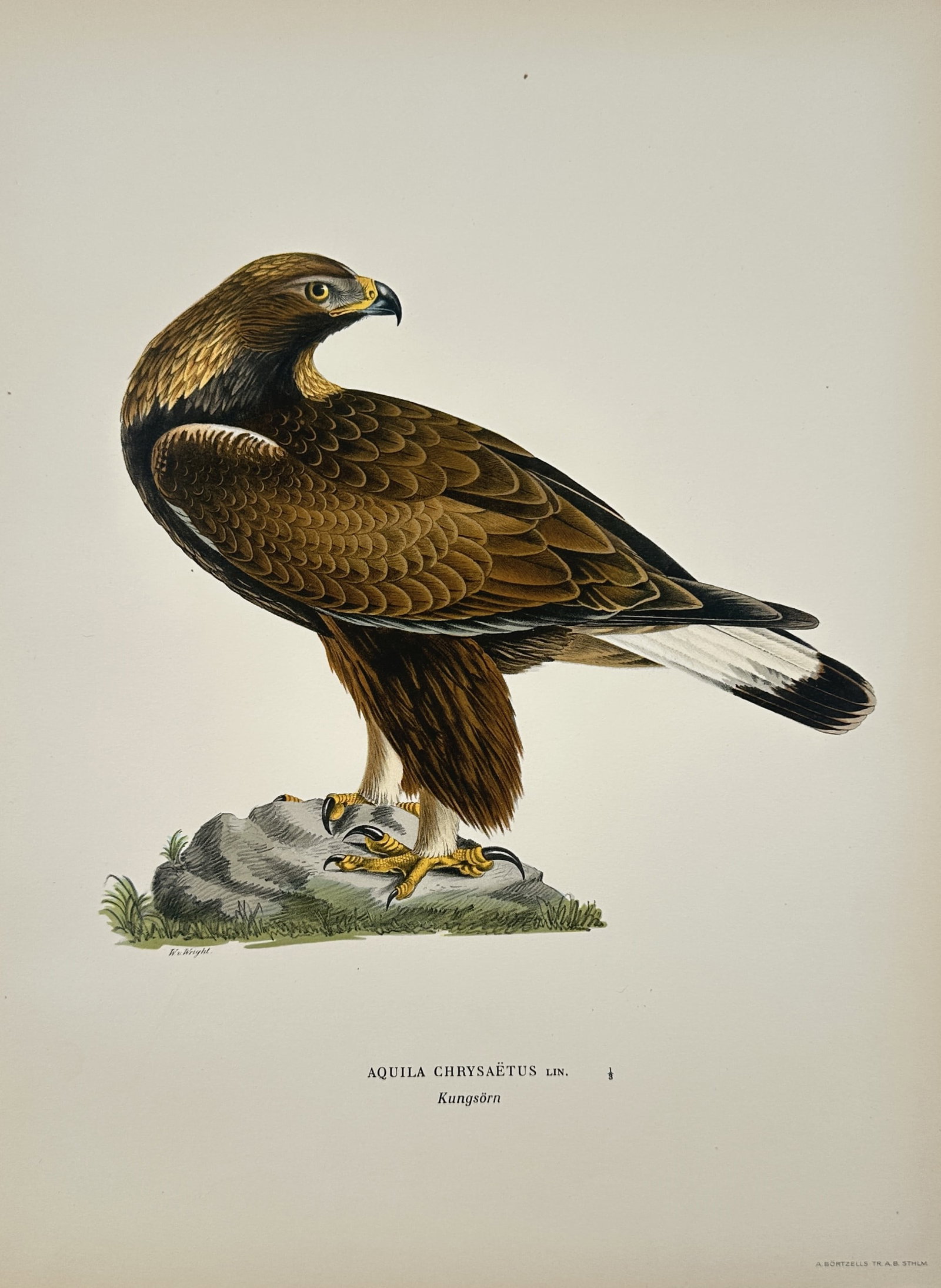 Magnus von Wright – Ornithological Study of a Golden Eagle – Lithograph (1920s) (1 of 2)