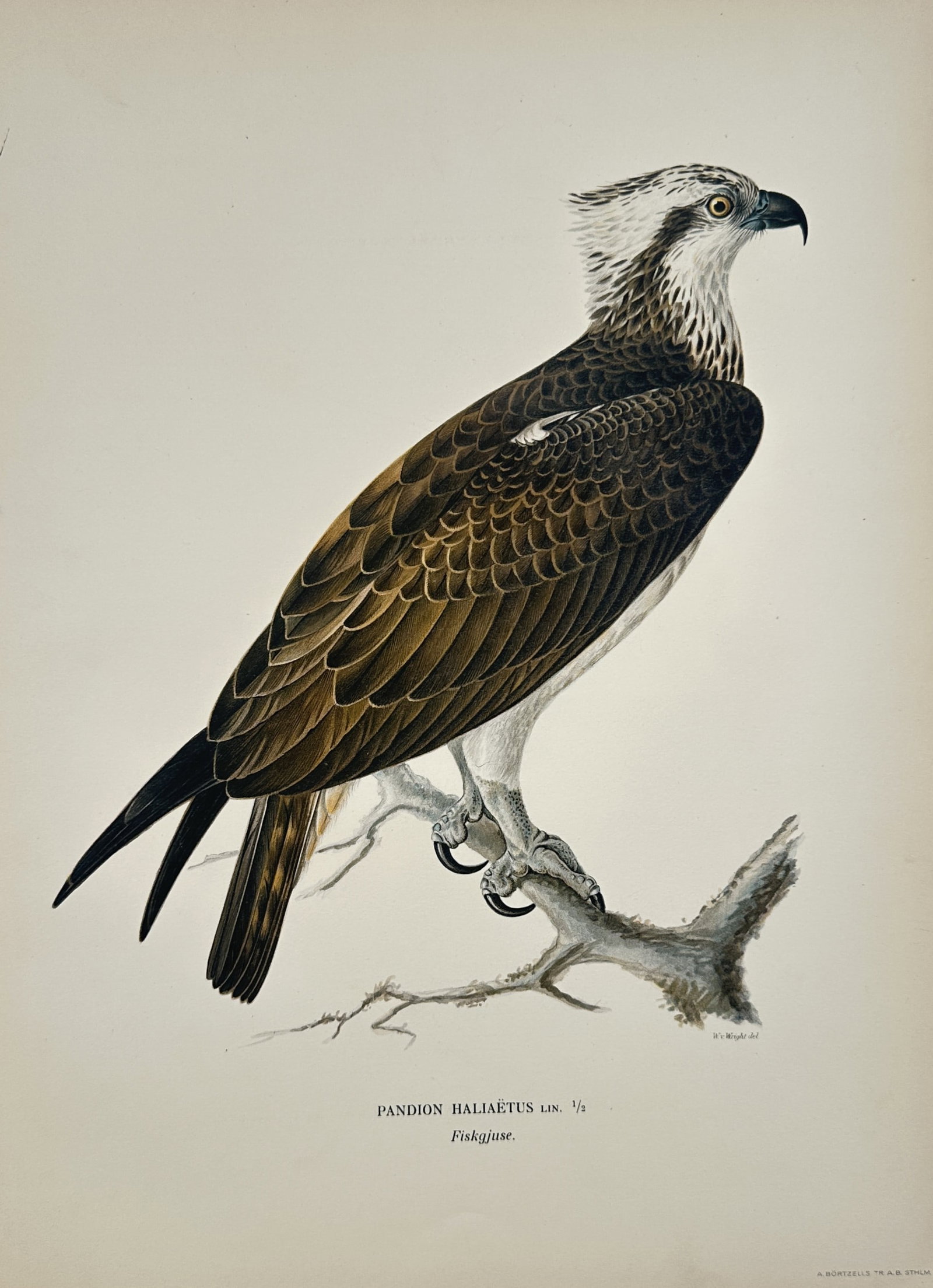 Wilhelm von Wright – Ornithological Study of an Osprey – Lithograph (1920s) (1 of 2)