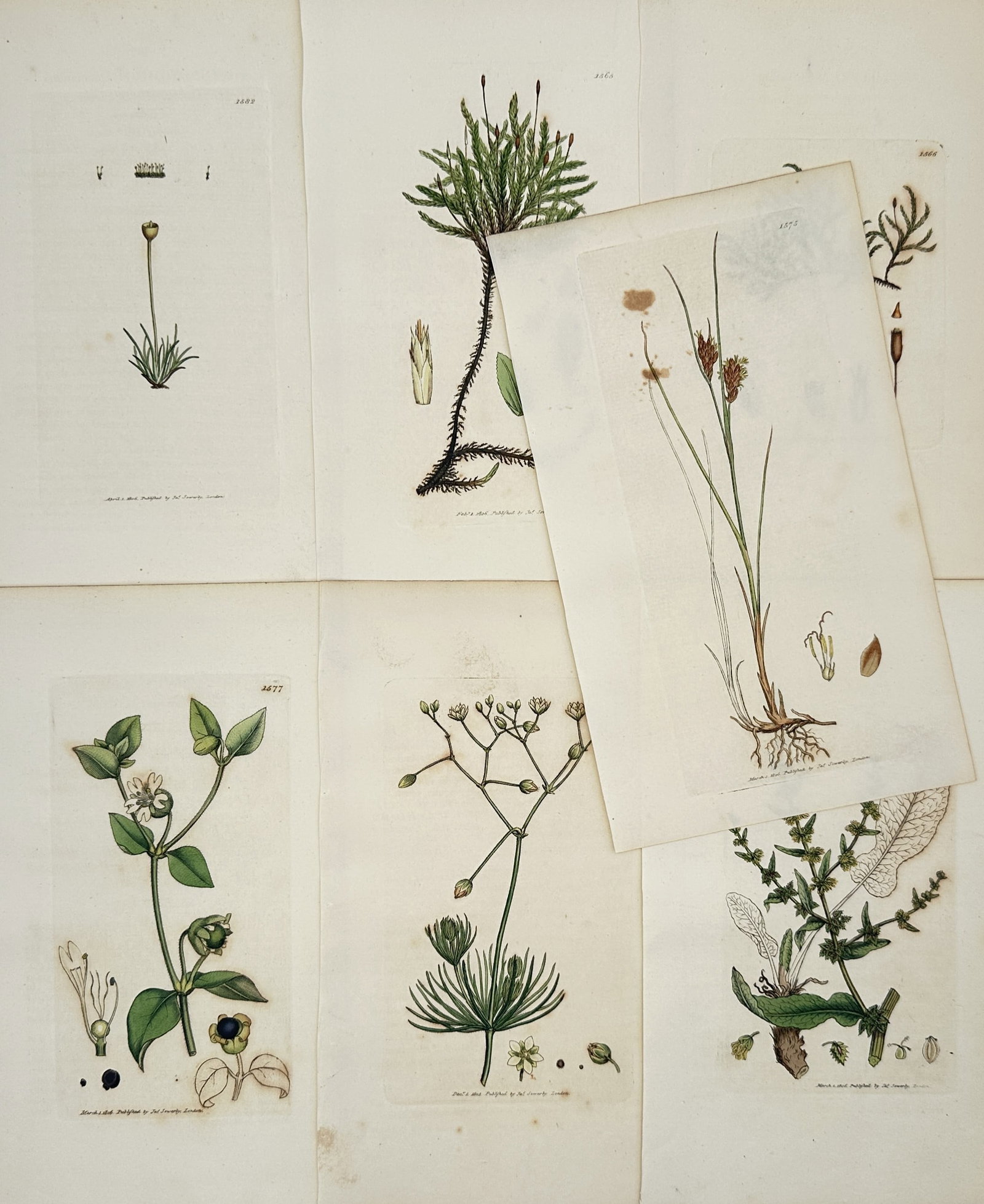 James Sowerby – Set of 7: Botanical Studies – Hand-colored Engravings (18th Century): "Botanical Studies" depicts a broad overview of various wild plants, mosses, and grasses showcasing their intricate root systems, delicate stems, and small flowering structures. This collection of stu