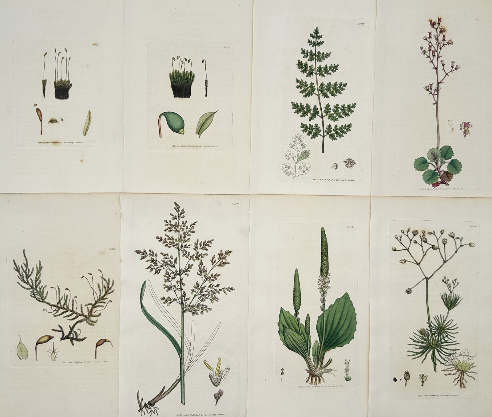 James Sowerby – Set of 8: Botanical Studies – Hand-colored Engravings (18th Century): "Botanical Studies" depicts a broad overview of various wild plants, ferns, mosses, and grasses showcasing their intricate root networks, delicate stems, and diverse flowering structures. This collect