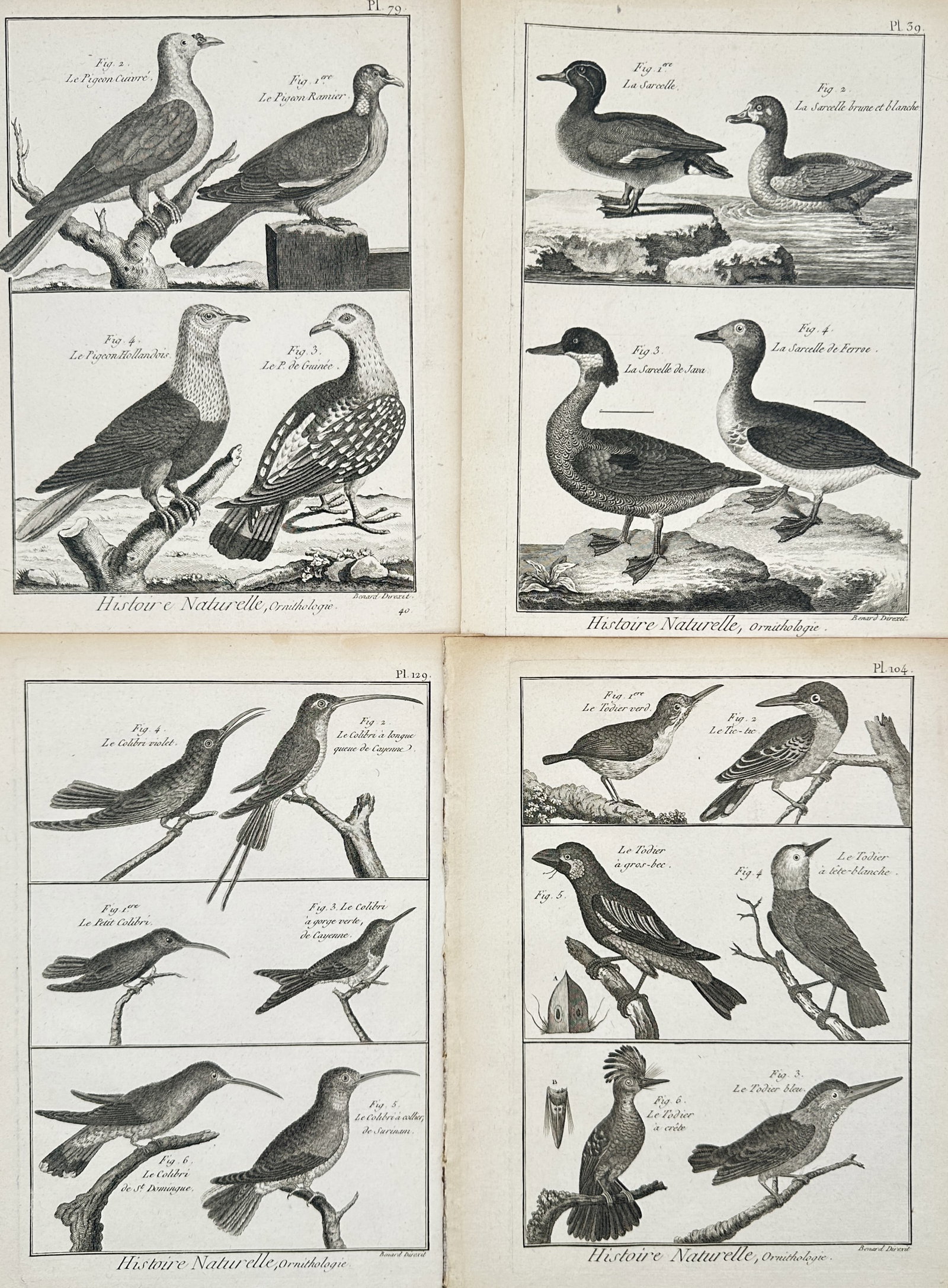 Robert Bénard – Set of 4: Bird Species– Engravings (18th Century): Botanical Studies depicts a broad overview of various bird species including pigeons, teals, hummingbirds, and todies shown perched on branches or standing near coastal shorelines. This collection of 