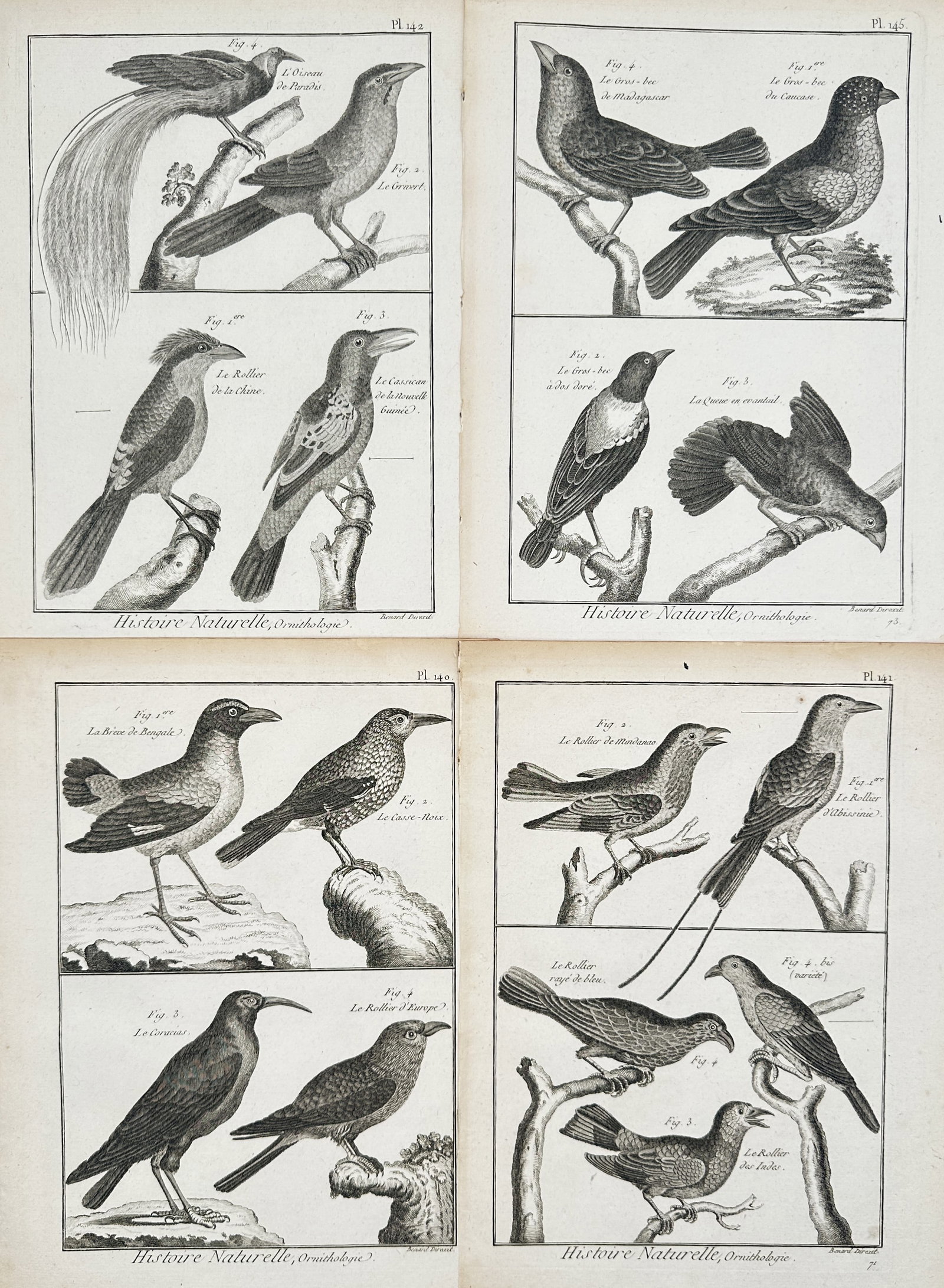 Robert Bénard – Set of 4: Various Bird Species – Engravings (18th Century): Ornithological Studies depicts a broad overview of various bird species including birds of paradise, grosbeaks, rollers, and thrushes perched on branches or standing on rustic terrain. This collection