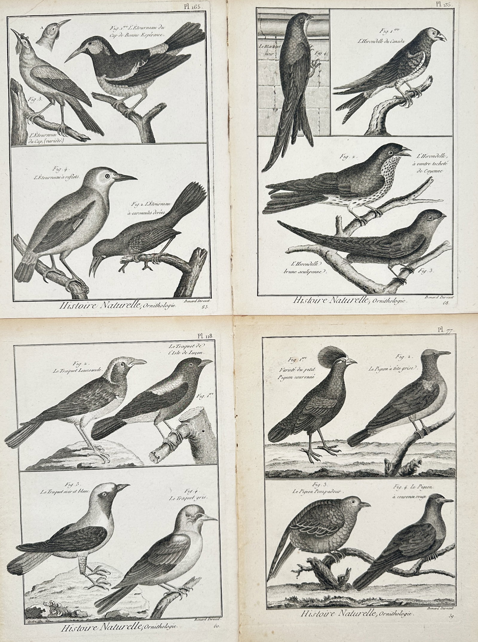 Robert Bénard – Set of 4: Ornithological Studies – Engravings (18th Century): Ornithological Studies depicts a broad overview of various bird species including starlings, swallows, wheatears, and pigeons perched on branches or standing on stony ground. This collection of multi-