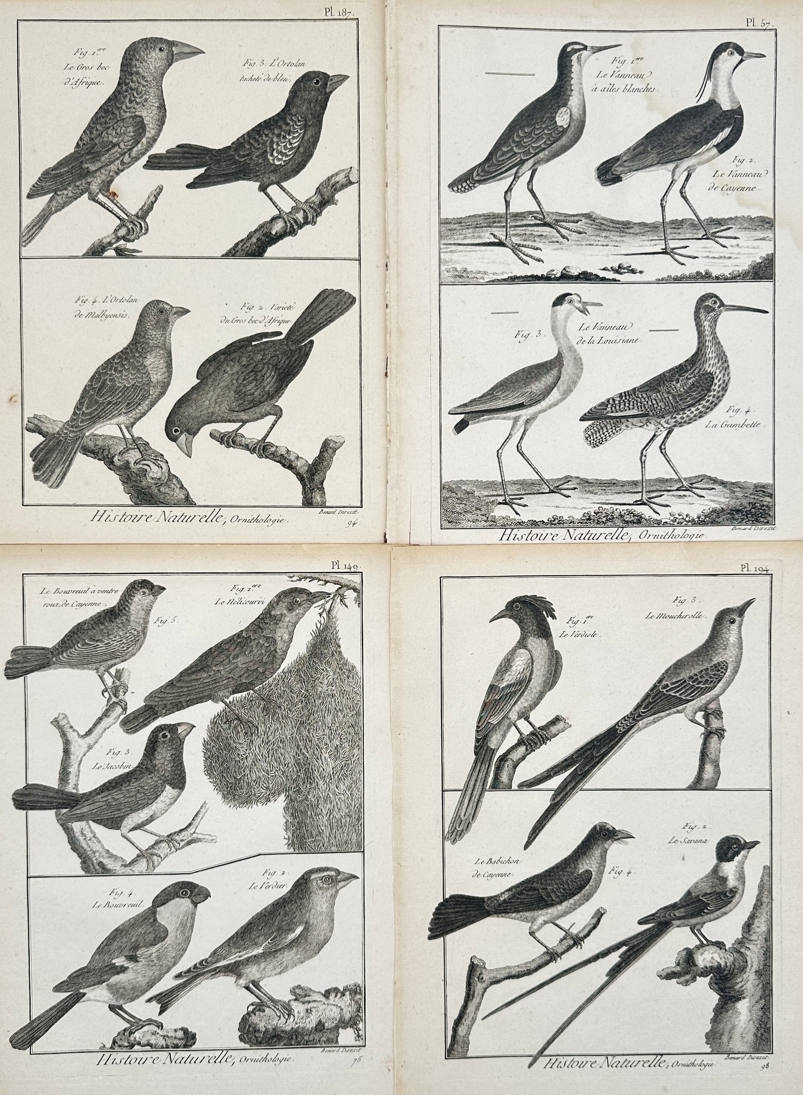 Robert Bénard – Set of 4: Overview of Various Bird Species – Engravings (18th Century): Ornithological Studies depicts a broad overview of various bird species including grosbeaks, lapwings, tanagers, and flycatchers perched on branches or standing on rustic terrain. This collection of m