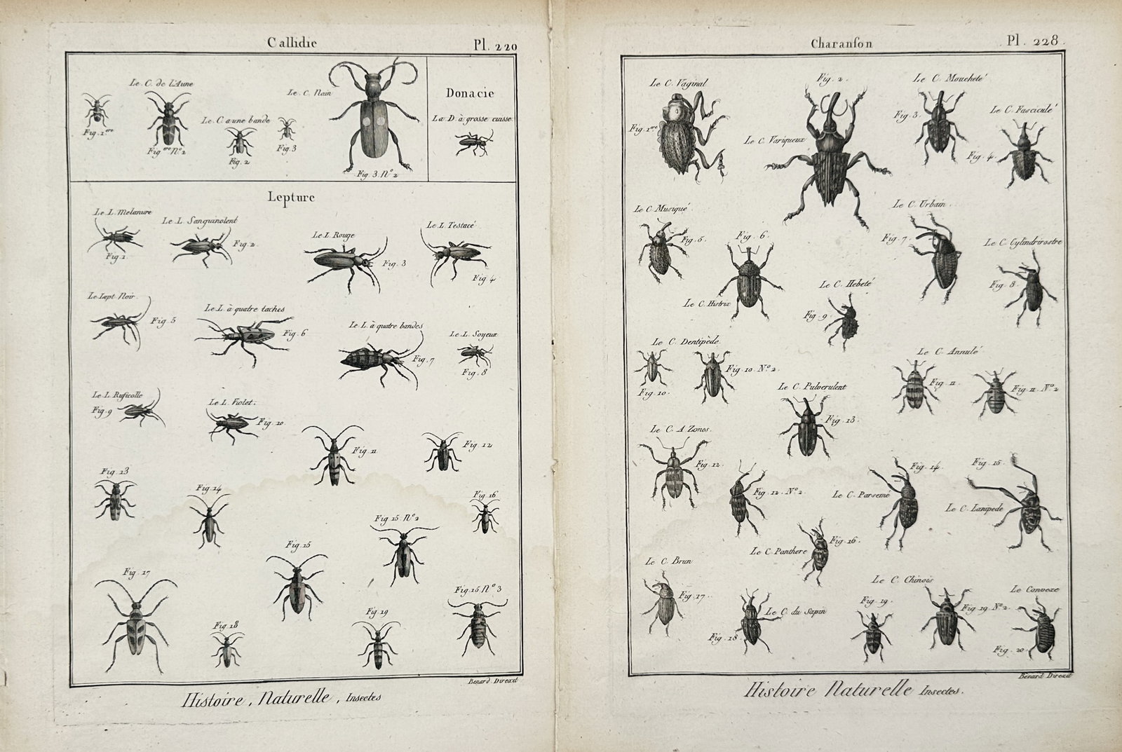 Robert Bénard – Set of 2: Entomological Studies – Engravings (18th Century): Natural History, Insects depicts a broad overview of diverse beetle species showcasing their anatomical structures, extended antennae, and distinctive body shapes. This collection of multi-paneled pri