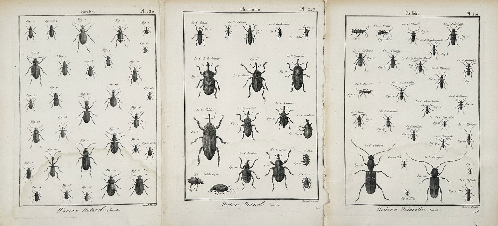 Robert Bénard – Set of 3: Comprehensive Entomological Studies – Engravings (18th Century): Natural History, Insects depicts a broad overview of diverse beetle and weevil species showcasing their physical characteristics, segmented bodies, and variable leg lengths. This collection of multi-p