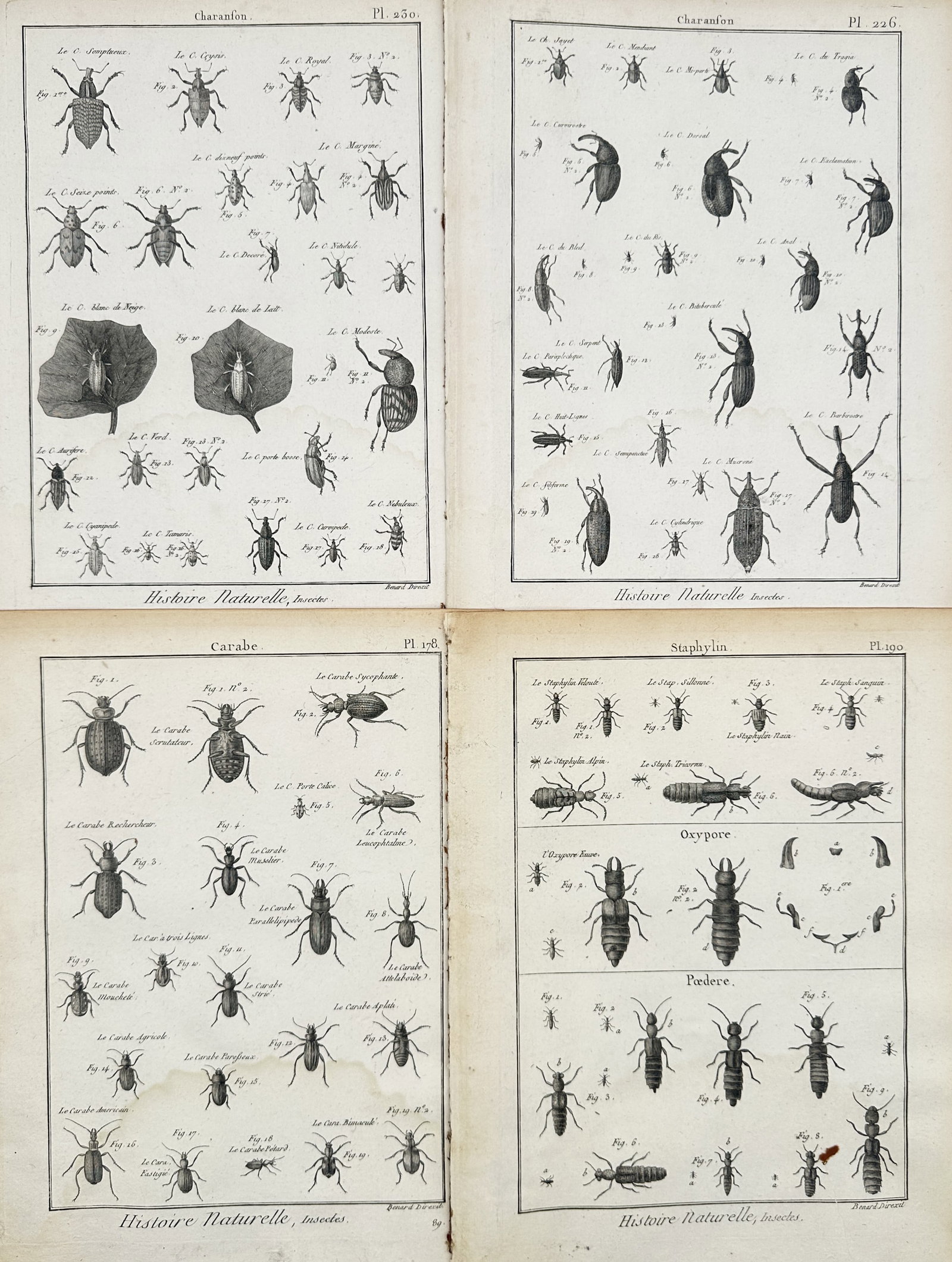 Robert Bénard – Set of 4: Systematic Insect Classifications – Engravings (18th Century): Natural History, Insects depicts a broad overview of various beetle, weevil, and rove beetle classifications showcasing their elongated antennae, shell segmentations, and diverse mandible shapes. This