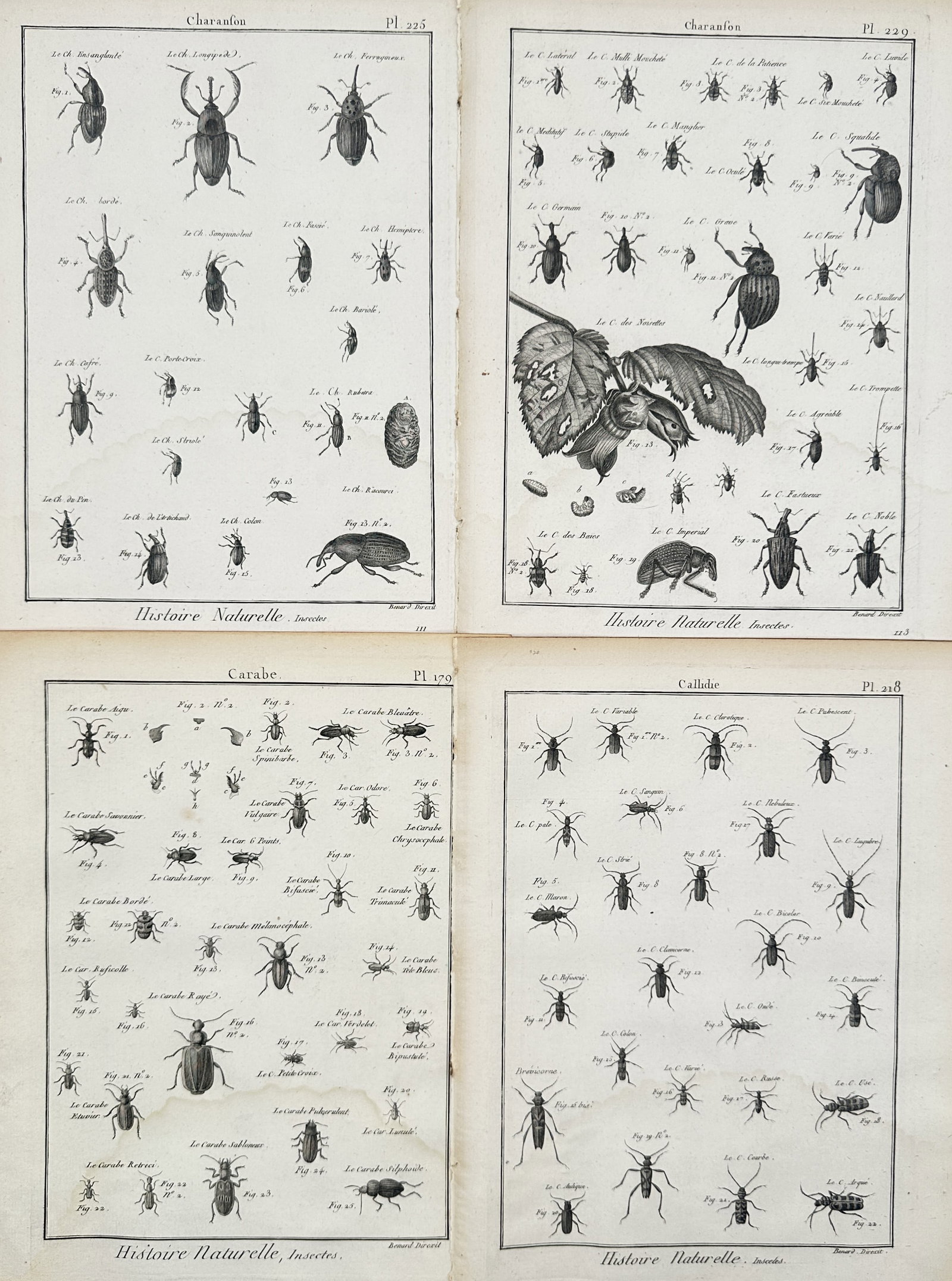 Robert Bénard – Set of 4: Documented Taxonomical Coleopterology – Engravings (18th Century) (1 of 2)