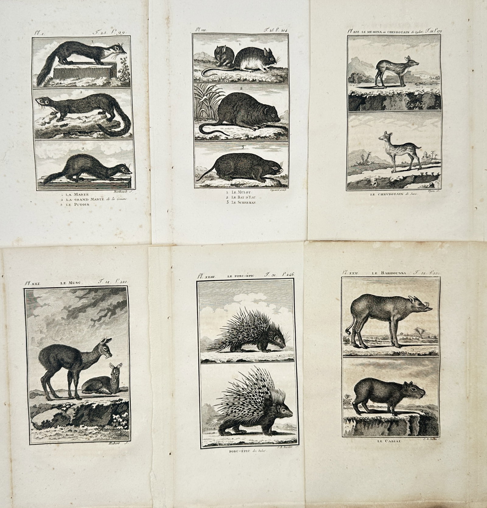 Georges-Louis Leclerc, Comte de Buffon – Set of 6: Zoological Studies of Mammals and Rodents (1 of 2)