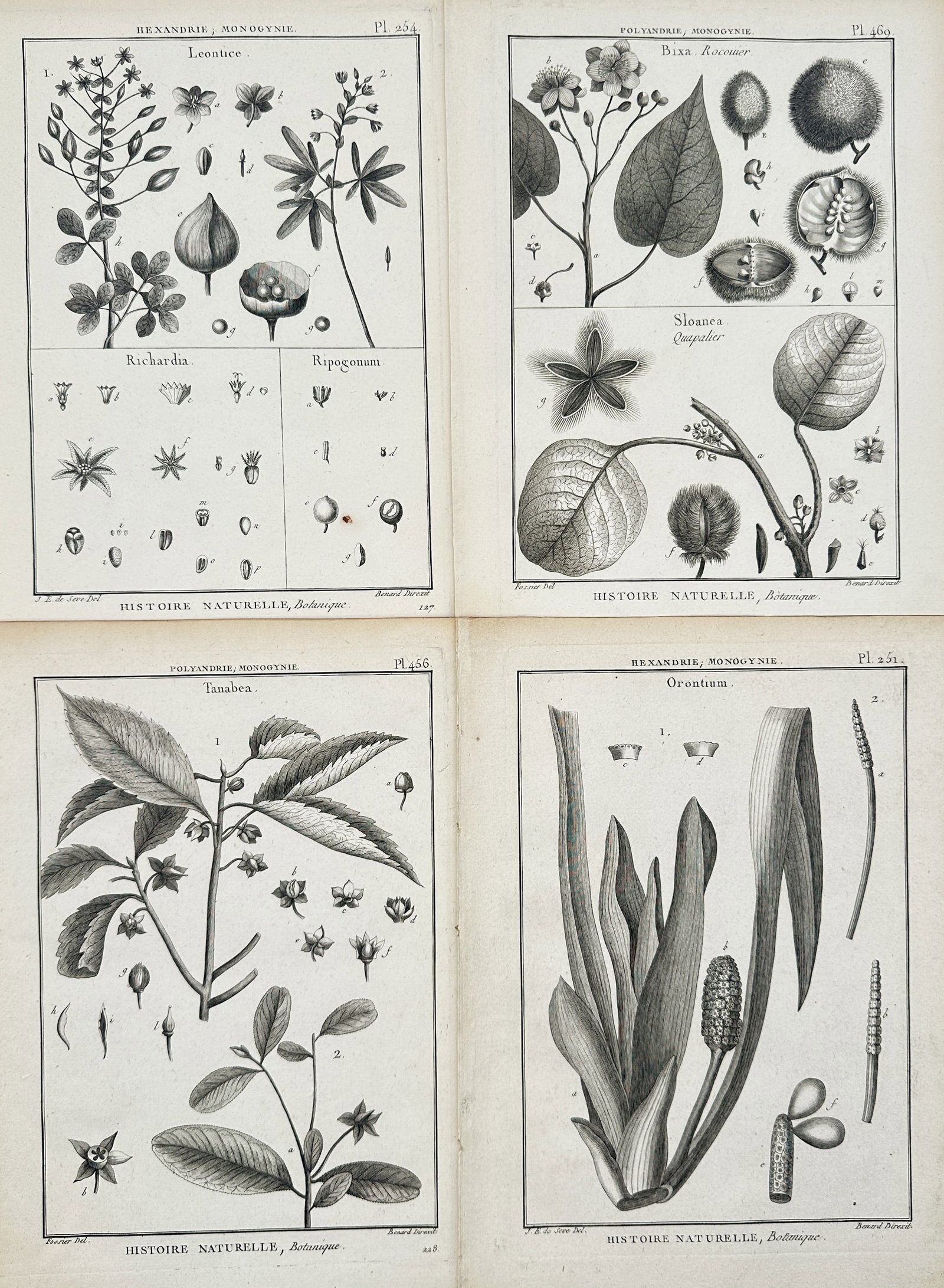Robert Bénard – Set of 4: Botanical Studies of Flowering Plants and Exotics – Engravings: Natural History, Botany depicts a broad overview of diverse wild plant species, flowering branches, specialized leaf shapes, and detailed seed cross-sections across a series of scientific reference pl
