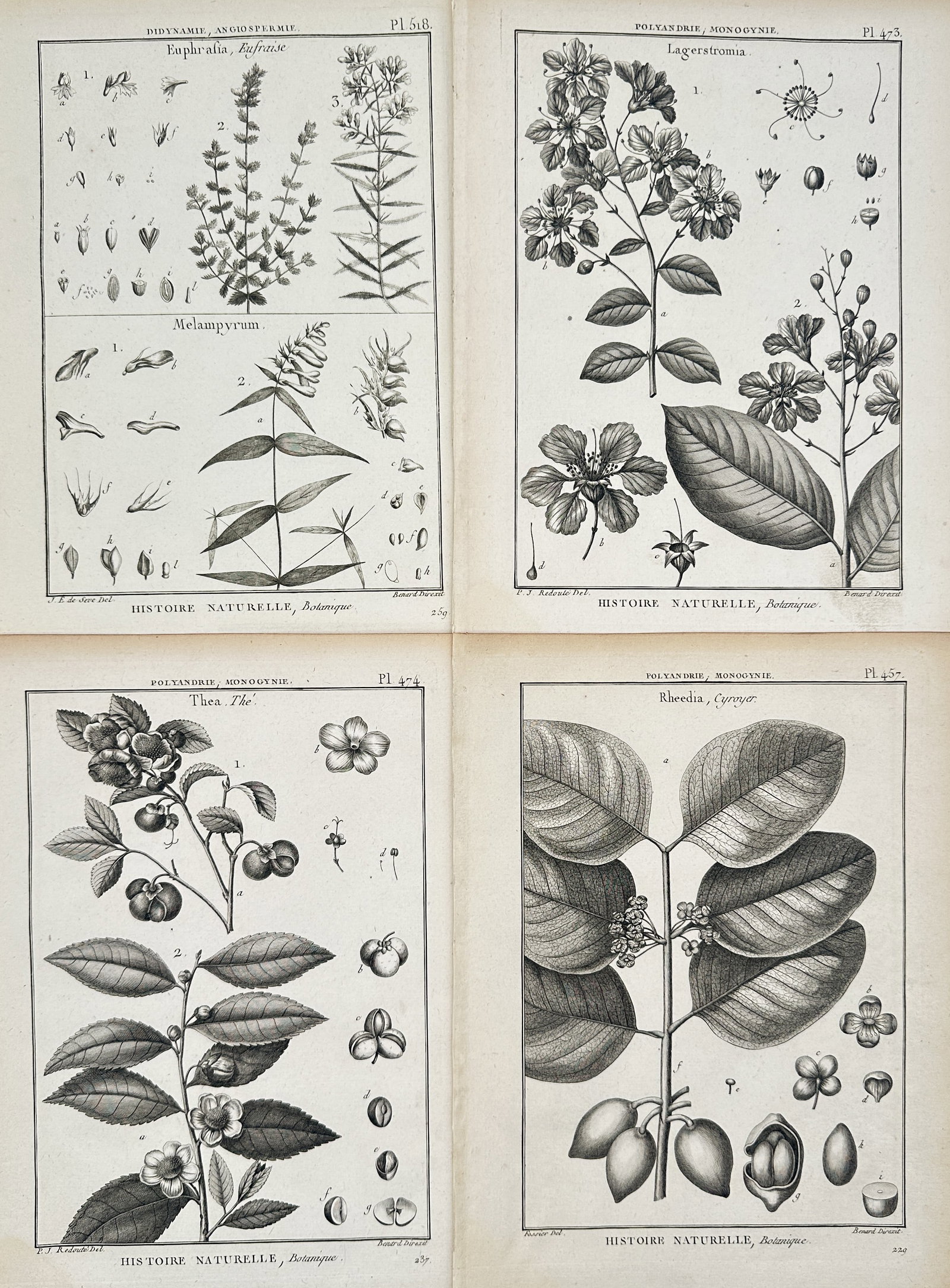 Robert Bénard – Set of 4: Botanical Studies of Herbal Flora and Broadleaf Species – Engravings: Natural History, Botany depicts a broad overview of diverse wild plant species, flowering stems, broad leaf arrangements, and microscopic seed profiles across a series of scientific reference plates. 