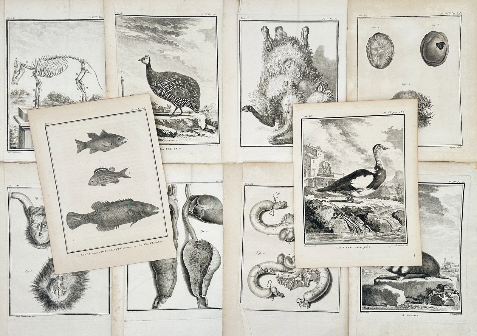Georges-Louis Leclerc, Comte de Buffon – Set of 10: Zoological, Ichthyological, and Anatomical (1 of 2)