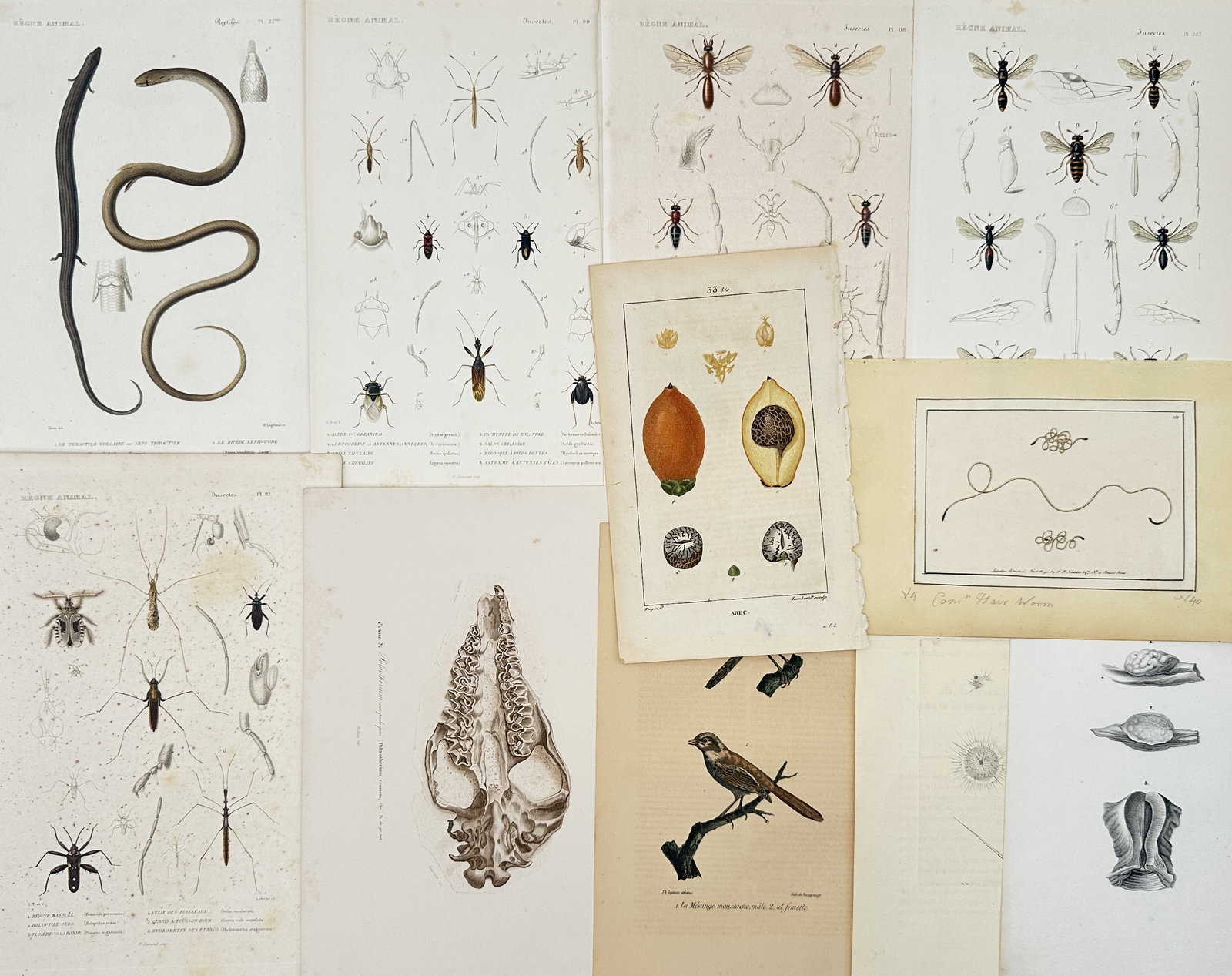 Unknown Artist – Set of 11: Eclectic Natural History Studies of Fauna and Flora – Engravings: The Animal Kingdom depicts a broad overview of diverse biological specimens including reptiles, insects, birds, mammalian skeletal elements, and botanical seed structures across a varied compilation o