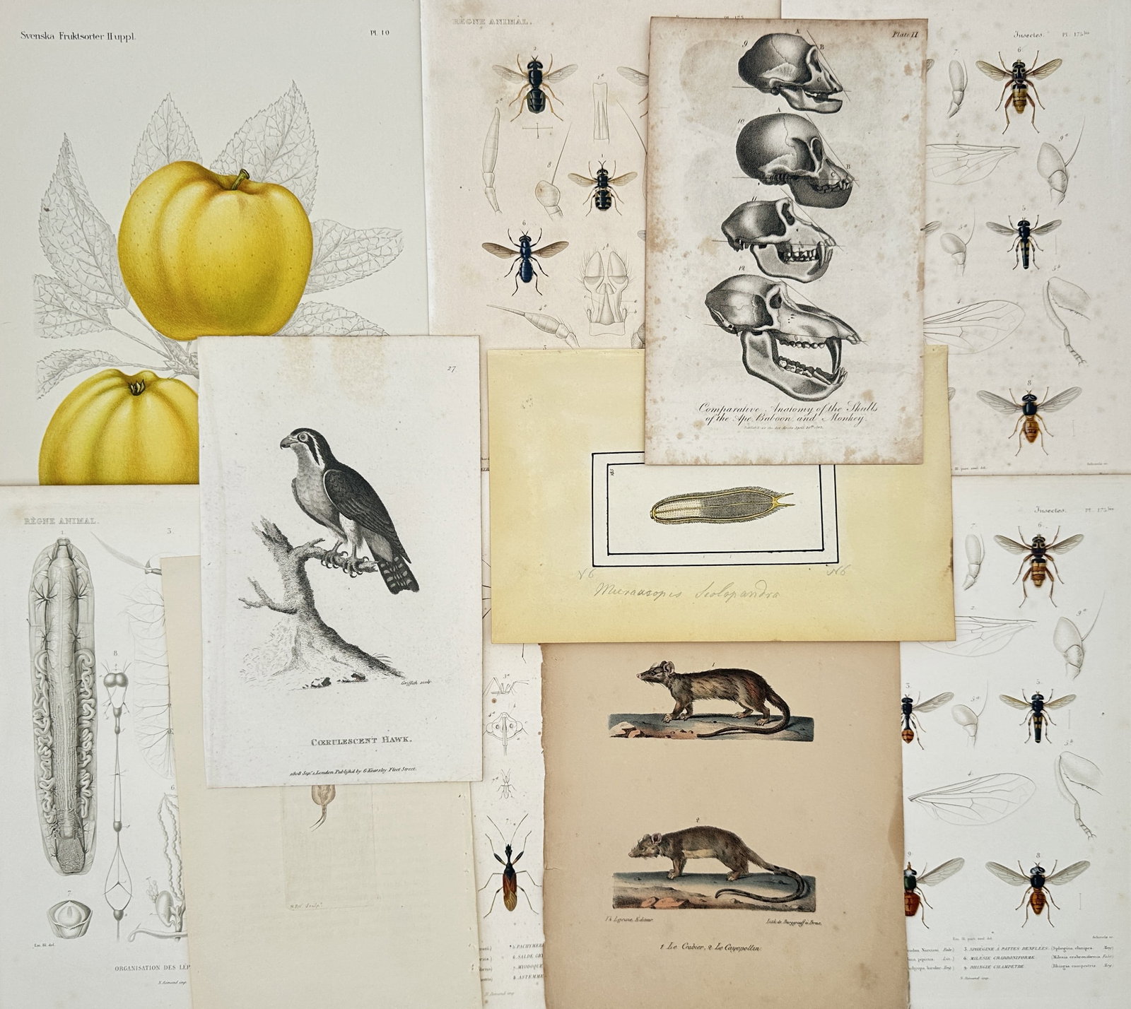 Unknown Artist – Set of 11: Eclectic Natural History Studies of Fauna and Flora – Engravings: The Animal Kingdom depicts a broad overview of diverse biological specimens including predatory birds, insects, quadruped mammals, comparative primate skulls, and colorful botanical fruits across a va