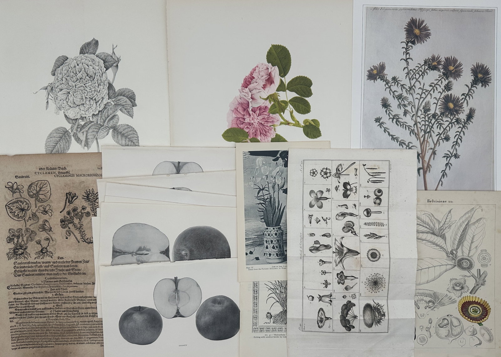 Unknown Artist – Set of 16: Eclectic Botanical and Pomological Studies of Flora and Fruits: "Botanical History" depicts a broad overview of diverse plant life, including blooming roses, flowering asters, herbal specimen woodcuts, fruit cross-sections, and analytical floral classification cha