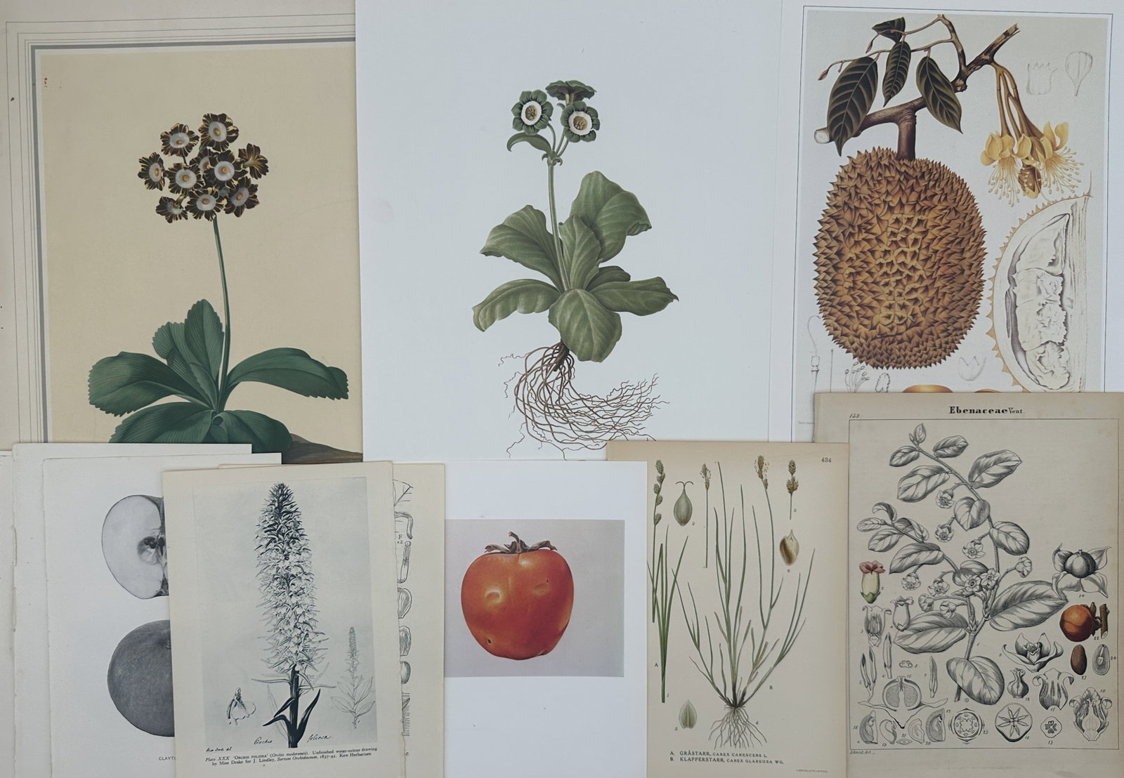 Unknown Artist – Set of 16: Eclectic Botanical and Pomological Studies of Flora and Fruits (1 of 2)