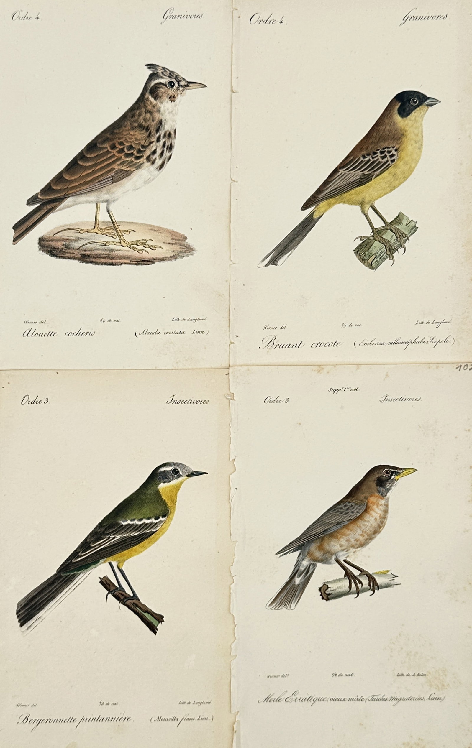 Jean Werner – Set of 4: Ornithological Studies of European Passerines – Lithographs (19th: "Histoire Naturelle" depicts a broad overview of native songbird and passerine species including larks, buntings, wagtails, and thrushes perched on branches and ground mounds. This collection showcase