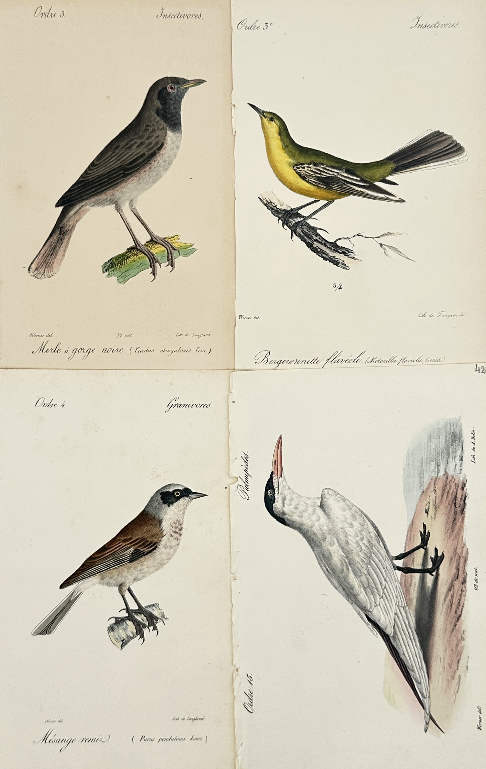 Jean Werner – Set of 4: Ornithological Studies of European Birds – Lithographs (19th Century): "Histoire Naturelle" depicts a broad overview of native songbird and coastal bird species including thrushes, wagtails, tits, and terns perched on branches or shores. This collection showcases detaile