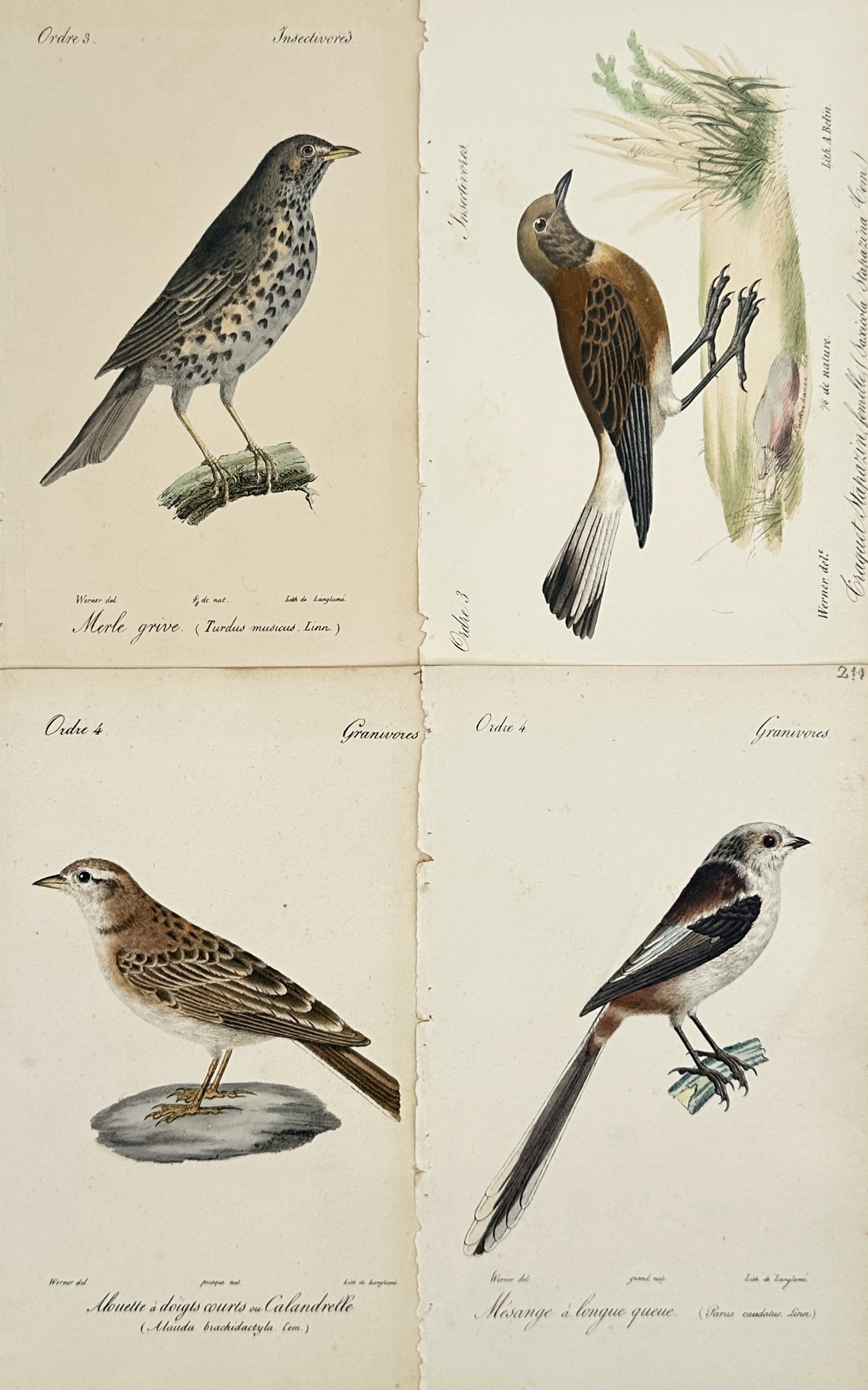 Jean Werner – Set of 4: Ornithological Studies of Passerines and Songbirds – Lithographs: Histoire Naturelle depicts a broad overview of native songbird and passerine species including thrushes, wheatears, larks, and long-tailed tits perched on twigs, branches, or ground stones. This colle