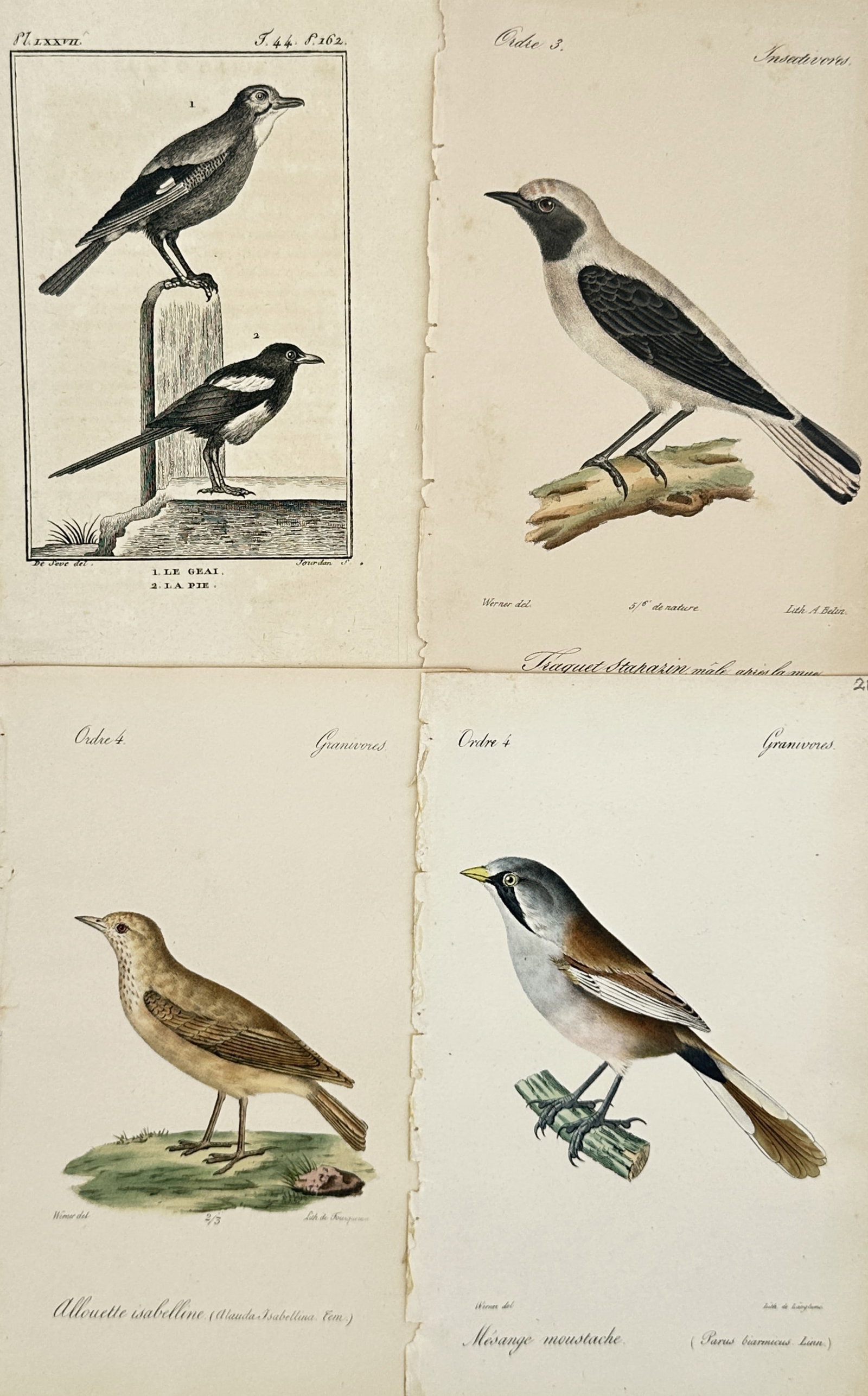 Jean Werner – Set of 4: Ornithological Studies of European Birds – Mixed Media Prints: "Natural History" depicts a broad overview of native European bird species, including jays, magpies, larks, and bearded tits perched on branches or structural elements. This collection showcases detai