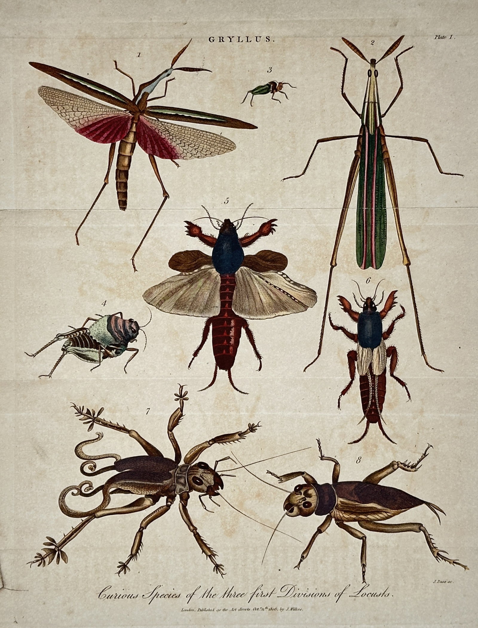 John Wilkes – Entomological Plate of Grasshoppers and Crickets – Engraving (19th Century) (1 of 2)