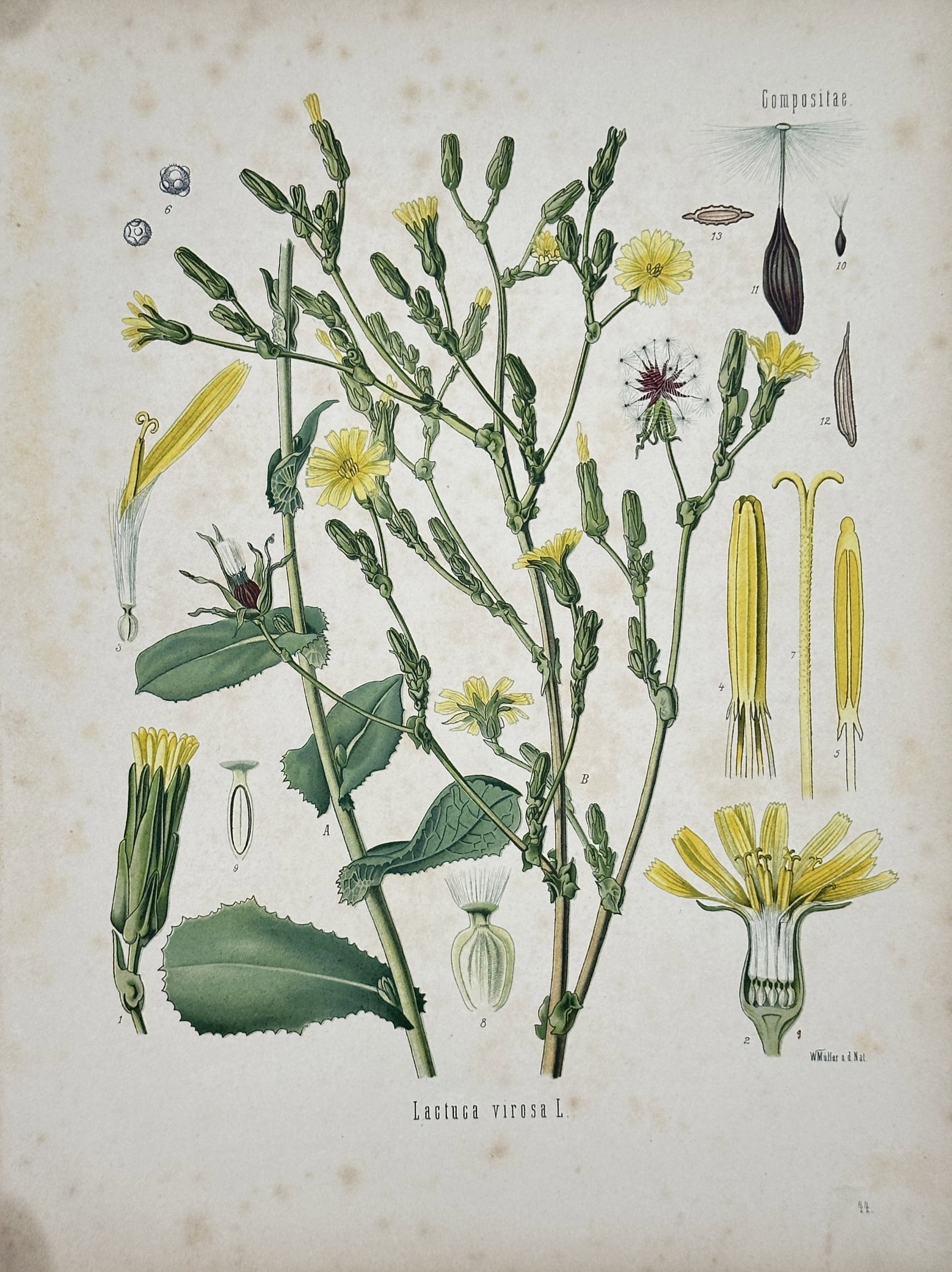 Hermann Adolph Kohler – Botanical Plate of a Wild Lettuce Plant – Chromolithograph (1887): "Lactuca Virosa L." This scientific botanical study illustrates the branching stems, lobed foliage, and yellow flowering heads of a wild lettuce plant. The composition surrounds the central specimens 