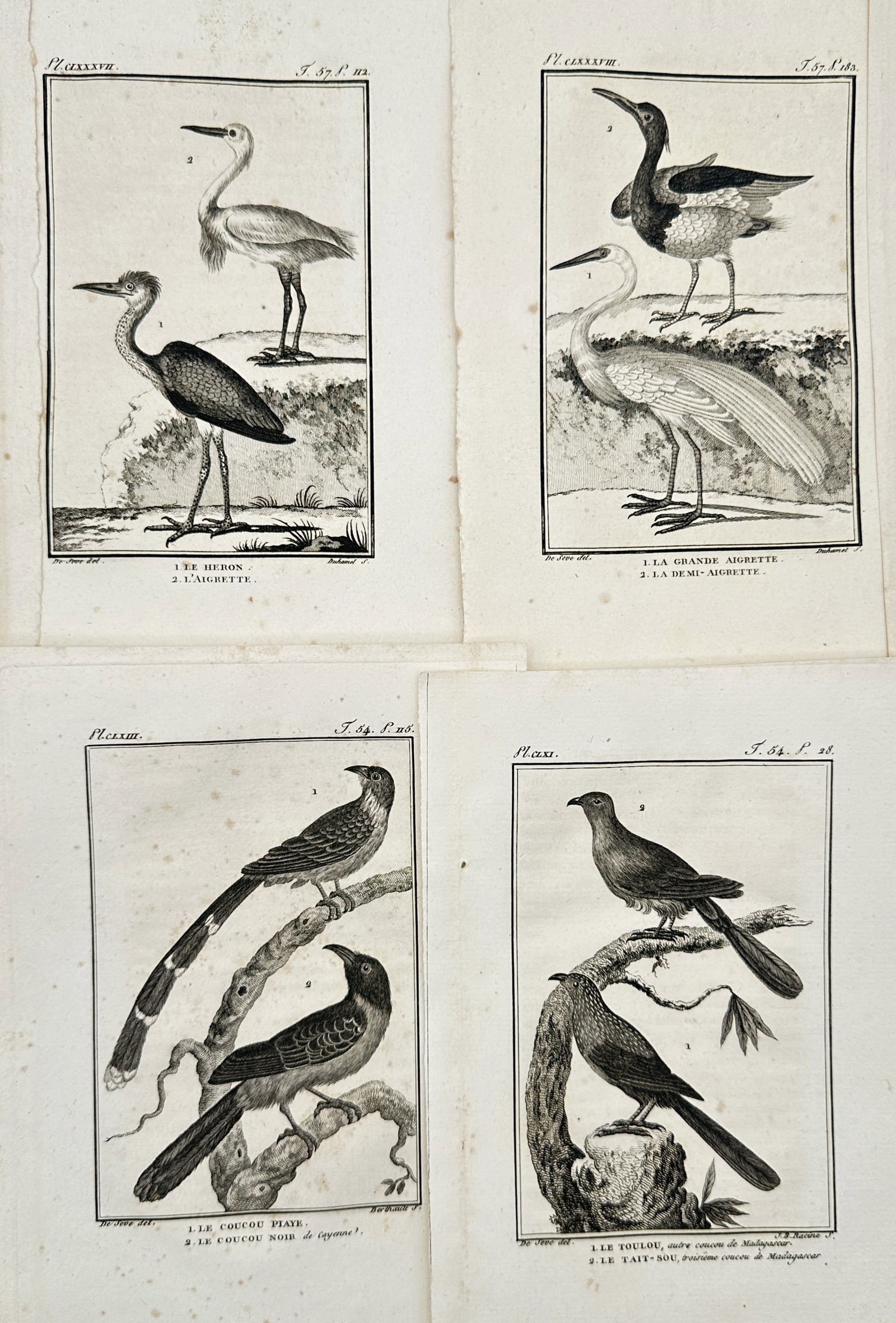 Georges-Louis Leclerc, Comte de Buffon – Set of 4: Ornithological Studies of Birds – Engravings: "Ornithological Studies of Birds" This set consists of four items showcasing a detailed natural history taxonomy of various bird species for scientific documentation. The broad composition features sp