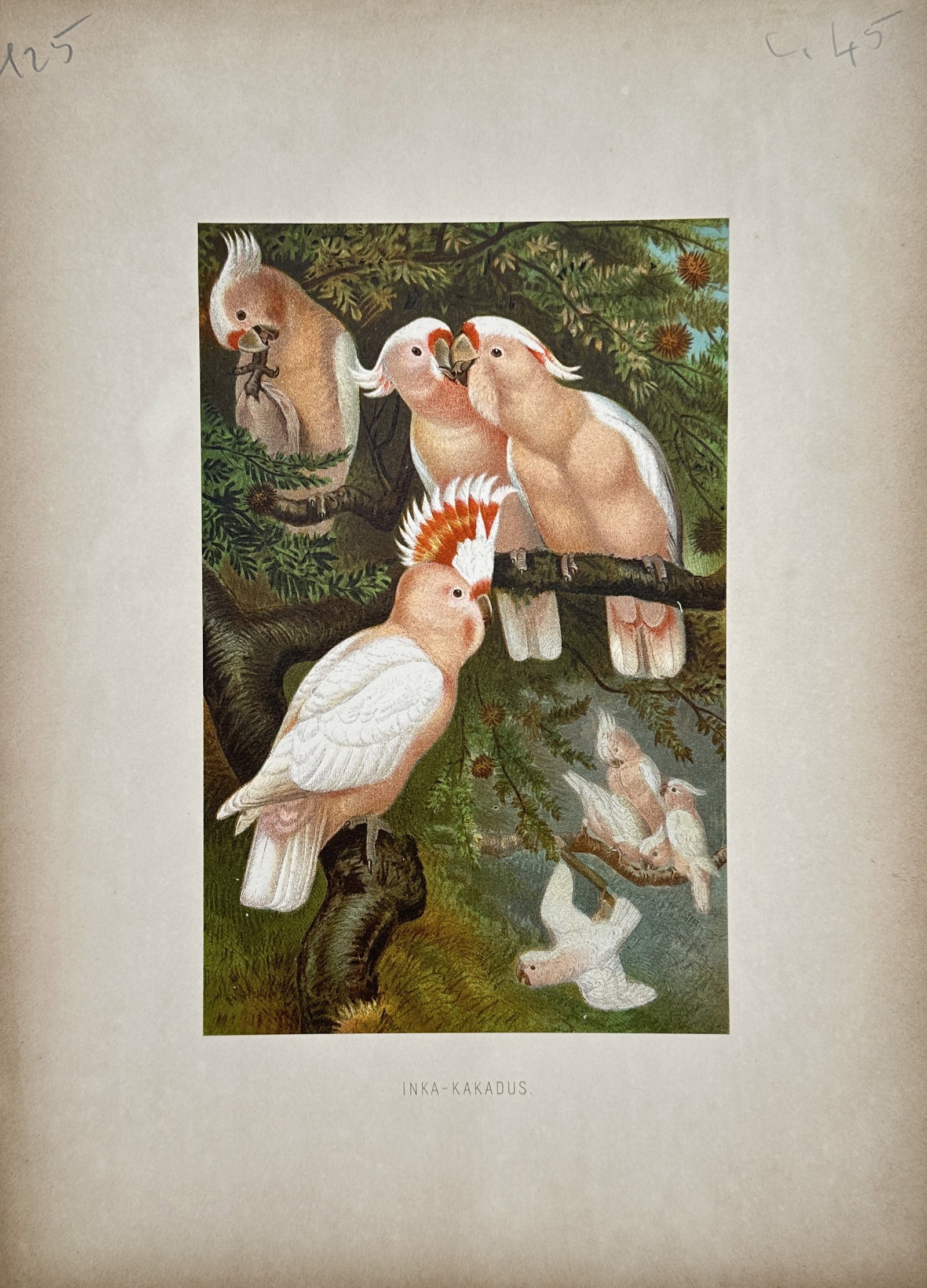 Friedrich Wilhelm Kuhnert – Major Mitchell's Cockatoos – Chromolithograph (19th Century): "Inka-Kakadus" The illustration presents a naturalistic study of Major Mitchell's cockatoos perched among leafy branches in a lush natural habitat. This print highlights the distinctive salmon-pink pl