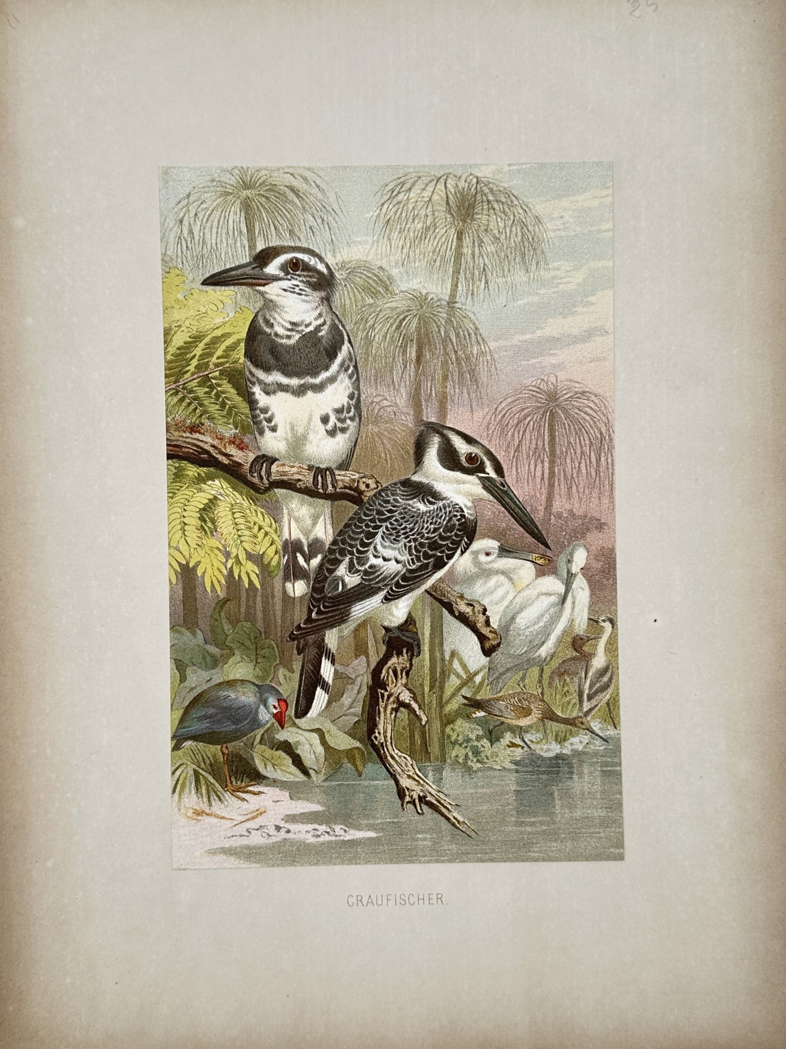 Friedrich Wilhelm Kuhnert – Pied Kingfisher – Chromolithograph (19th Century) (1 of 2)