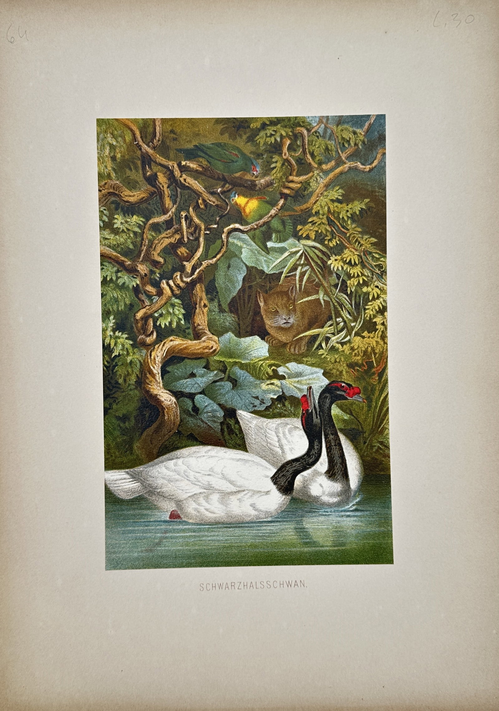 Friedrich Wilhelm Kuhnert – Black-necked Swan – Chromolithograph (19th Century): "Schwarzhalsschwan" The illustration presents a detailed wildlife study of the black-necked swan, depicting the birds swimming in a natural aquatic environment surrounded by dense tropical foliage and
