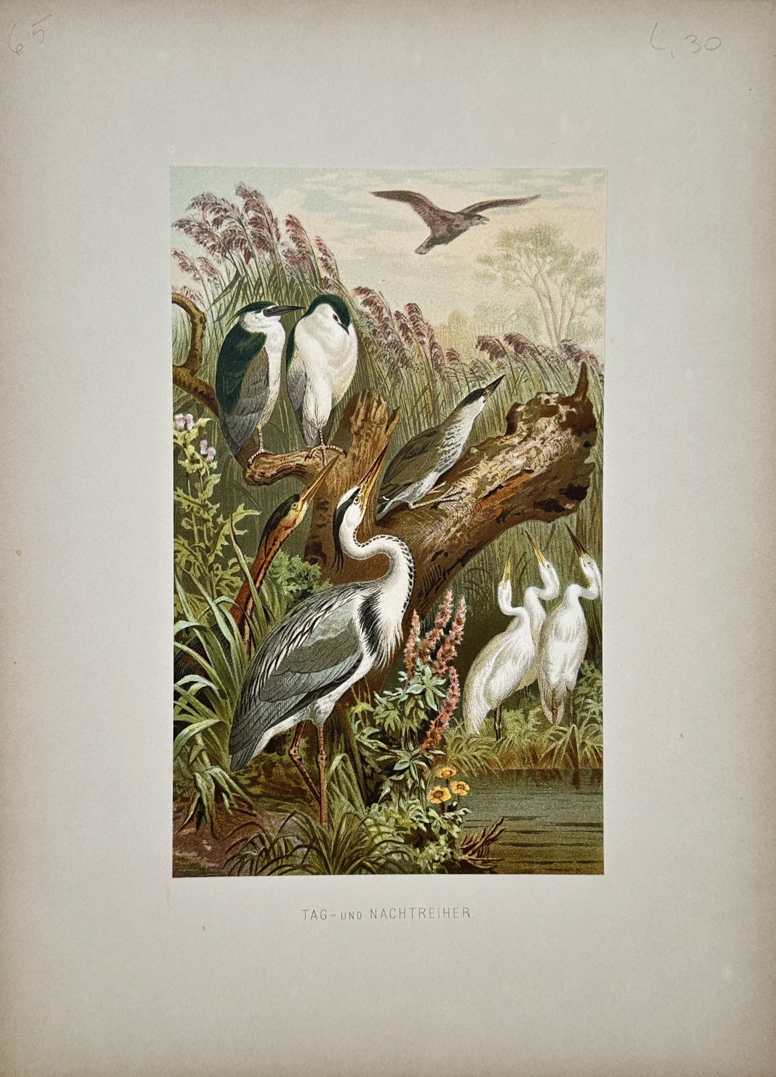 Friedrich Wilhelm Kuhnert – Herons – Chromolithograph (19th Century): "Tag- und Nachtreiher" The illustration presents a detailed wildlife study depicting a variety of heron species gathered near an aquatic environment surrounded by reeds and wetland vegetation. This pr