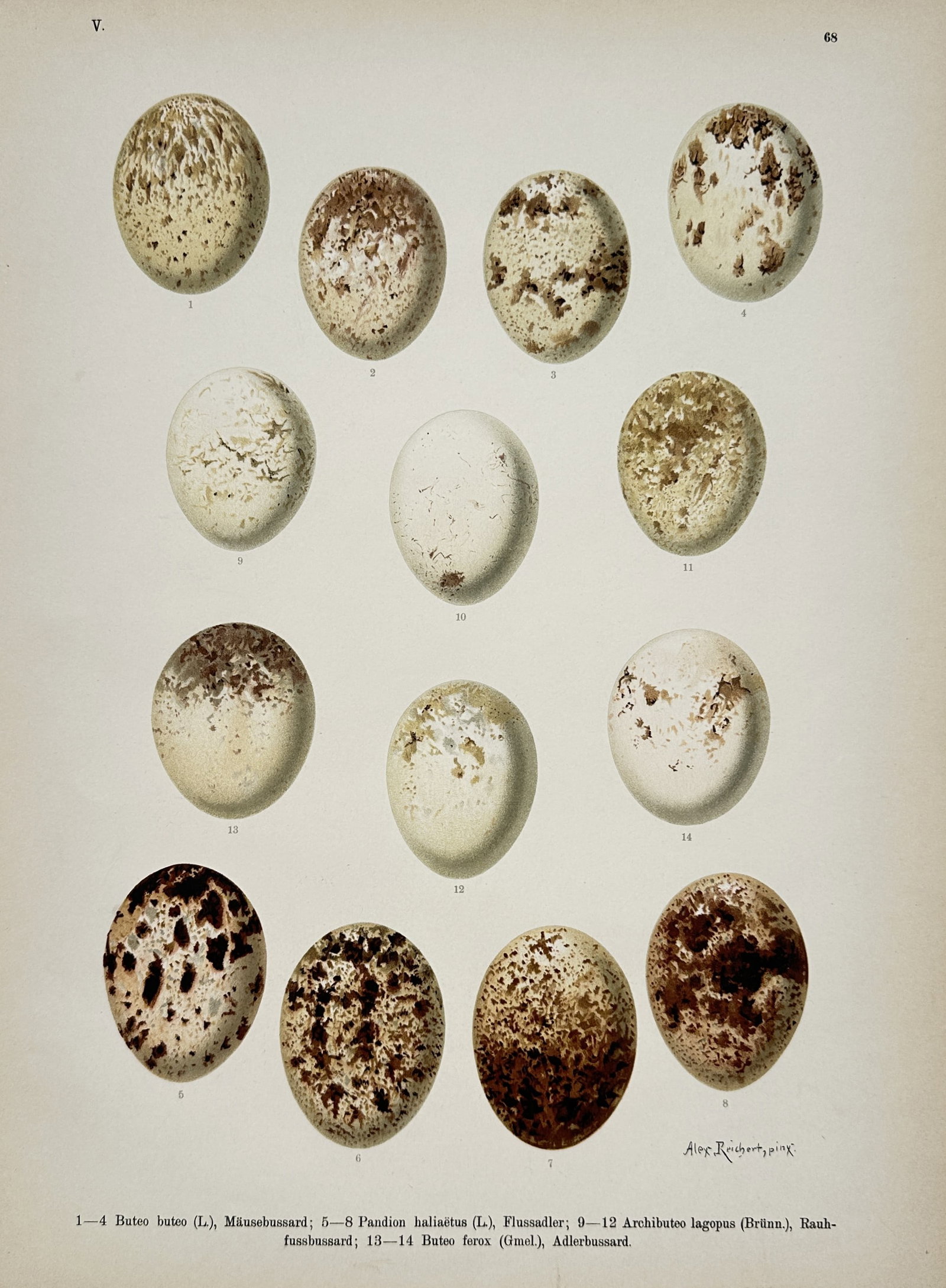 Alexander Reichert – Eggs of Birds of Prey – Chromolithograph (19th Century): "Buteo Buteo, Pandion Haliaëtus, Archibuteo Lagopus, Buteo Ferox" The illustration presents a scientific oological study displaying various speckled and textured bird eggs belonging to different spec