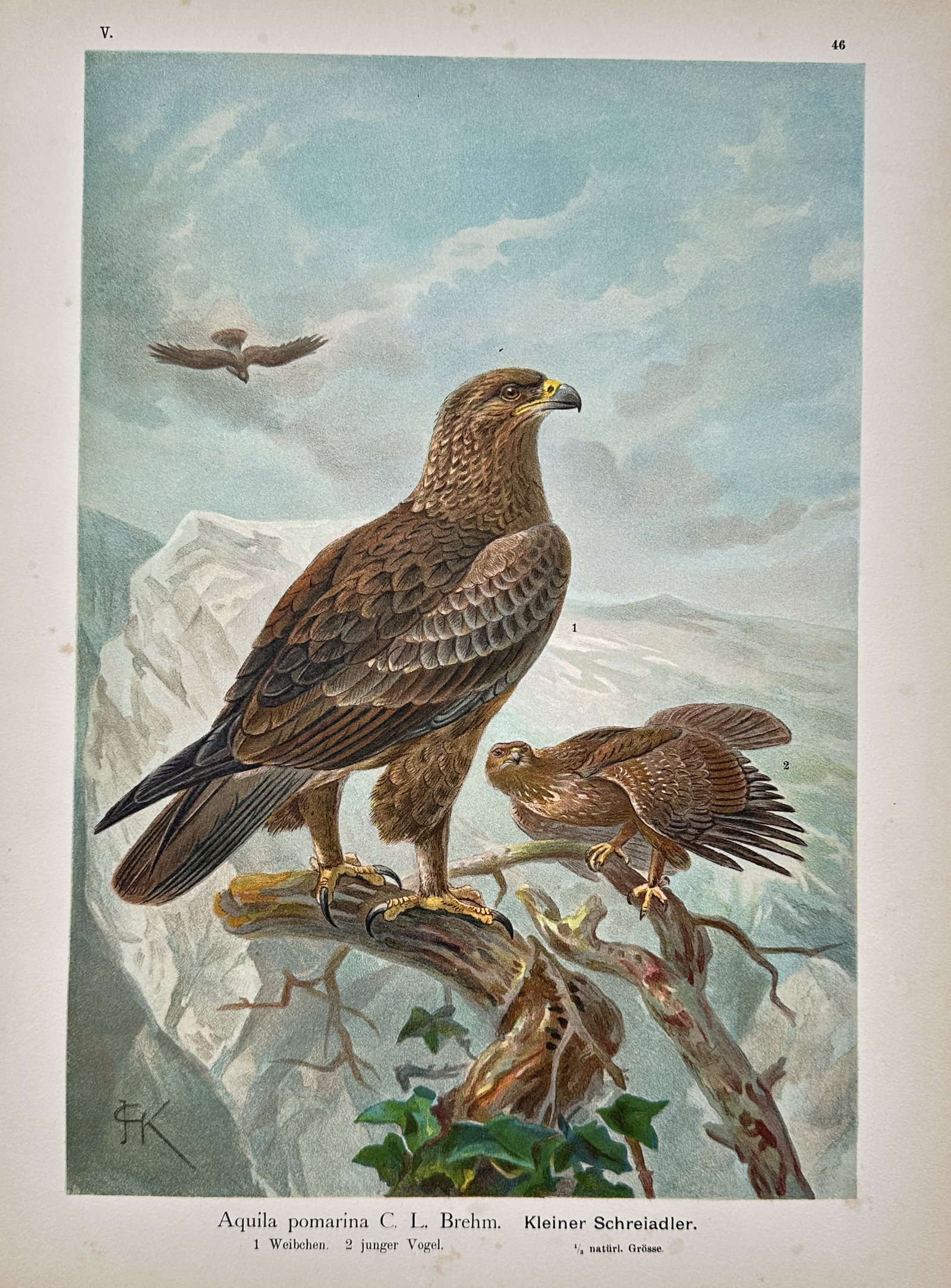 Friedrich Wilhelm Kuhnert – Lesser Spotted Eagle – Chromolithograph (19th Century): "Aquila Pomarina, Kleiner Schreiadler" The illustration presents a detailed wildlife study depicting lesser spotted eagles perched on a weathered branch against a mountainous background and cloudy sky