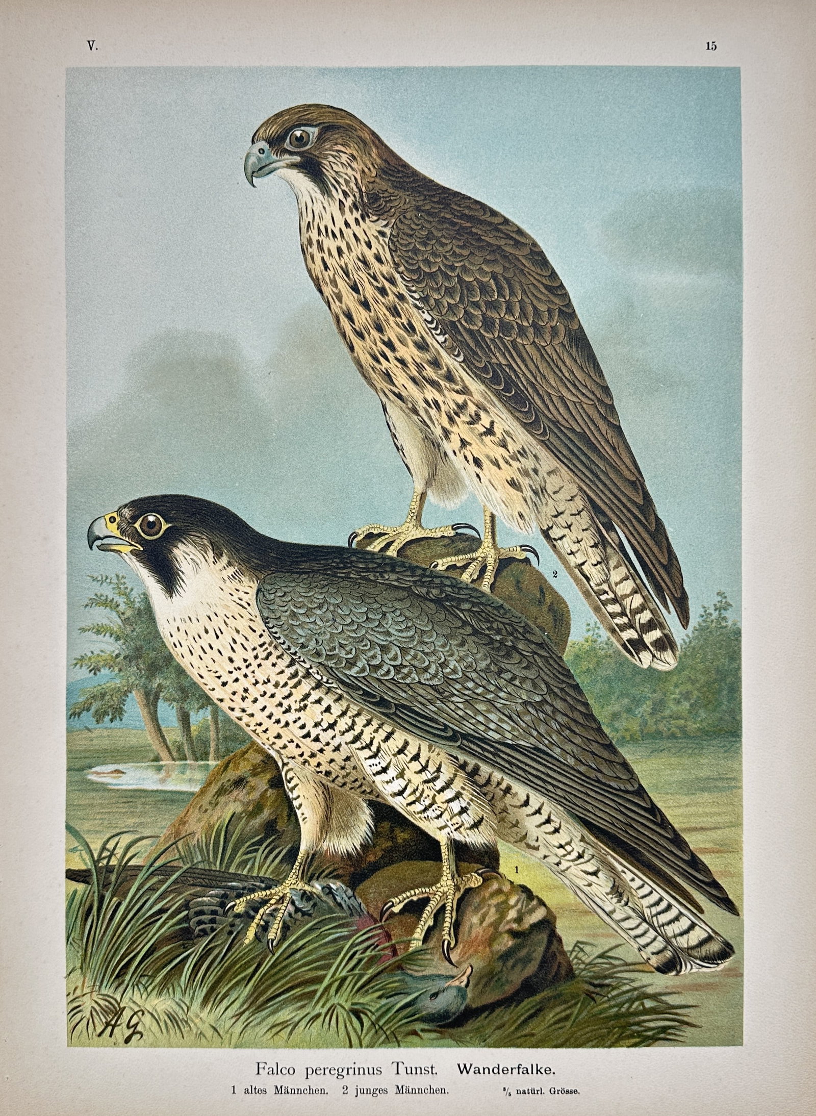 Friedrich Wilhelm Kuhnert – Peregrine Falcon – Chromolithograph (19th Century) (1 of 2)