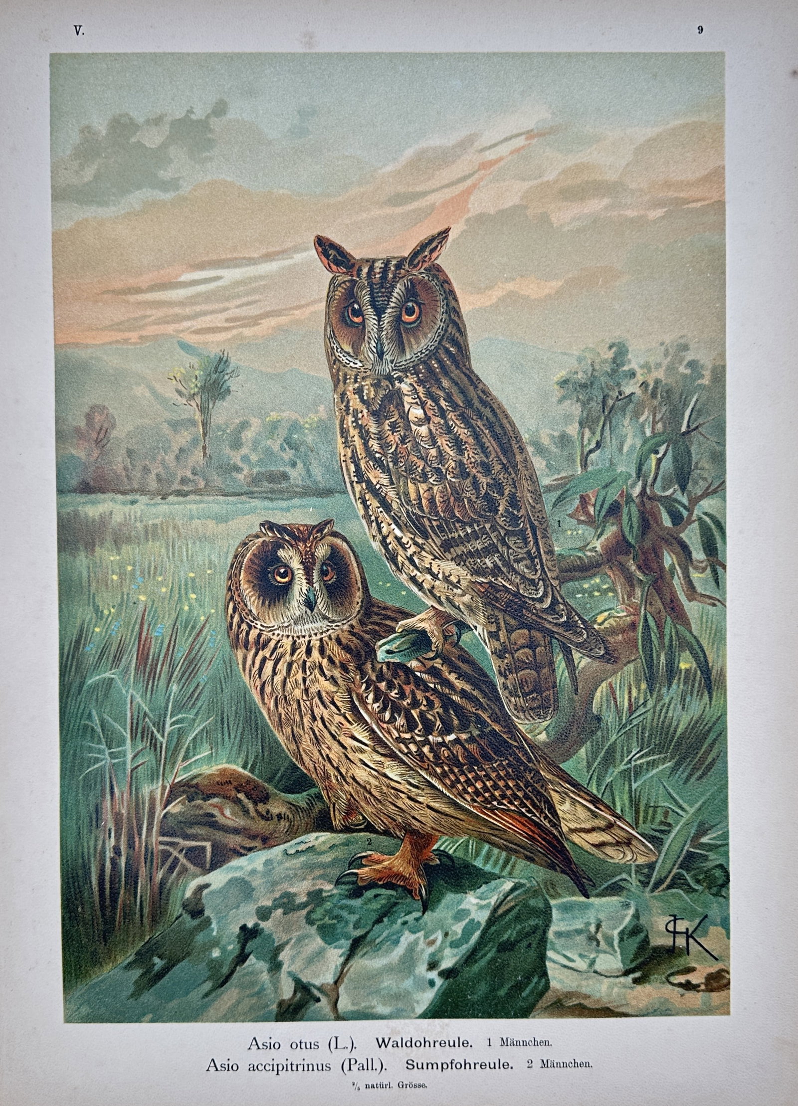 Friedrich Wilhelm Kuhnert – Owls – Chromolithograph (19th Century) (1 of 2)