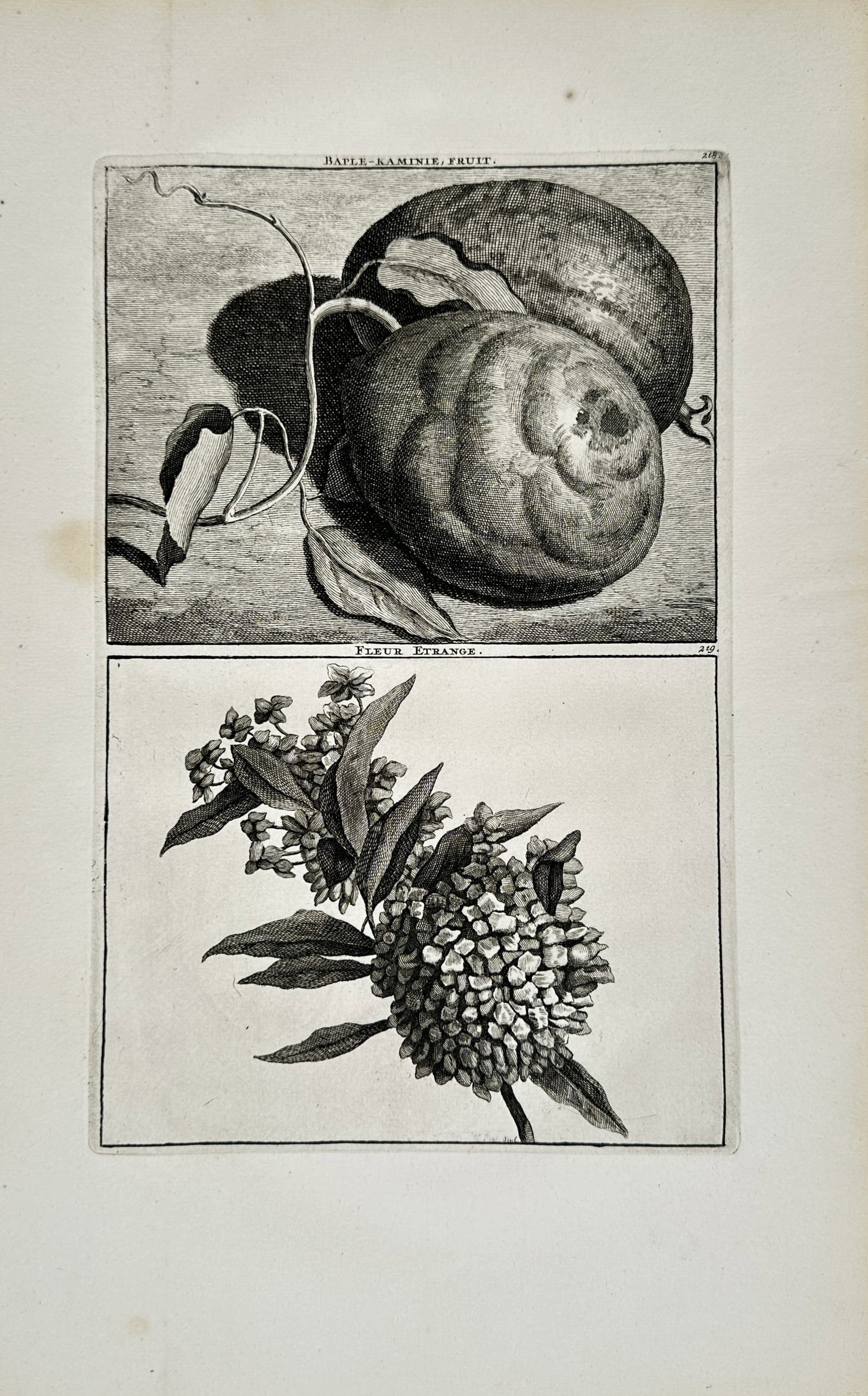 Cornelis de Bruijn – Exotic Fruit and Strange Flower – Engraving (1714) (1 of 2)