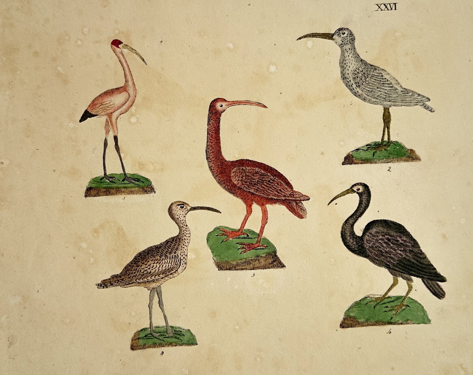 Friedrich Johann Justin Bertuch – Various Wading Birds – Engraving (18th Century) (1 of 2)