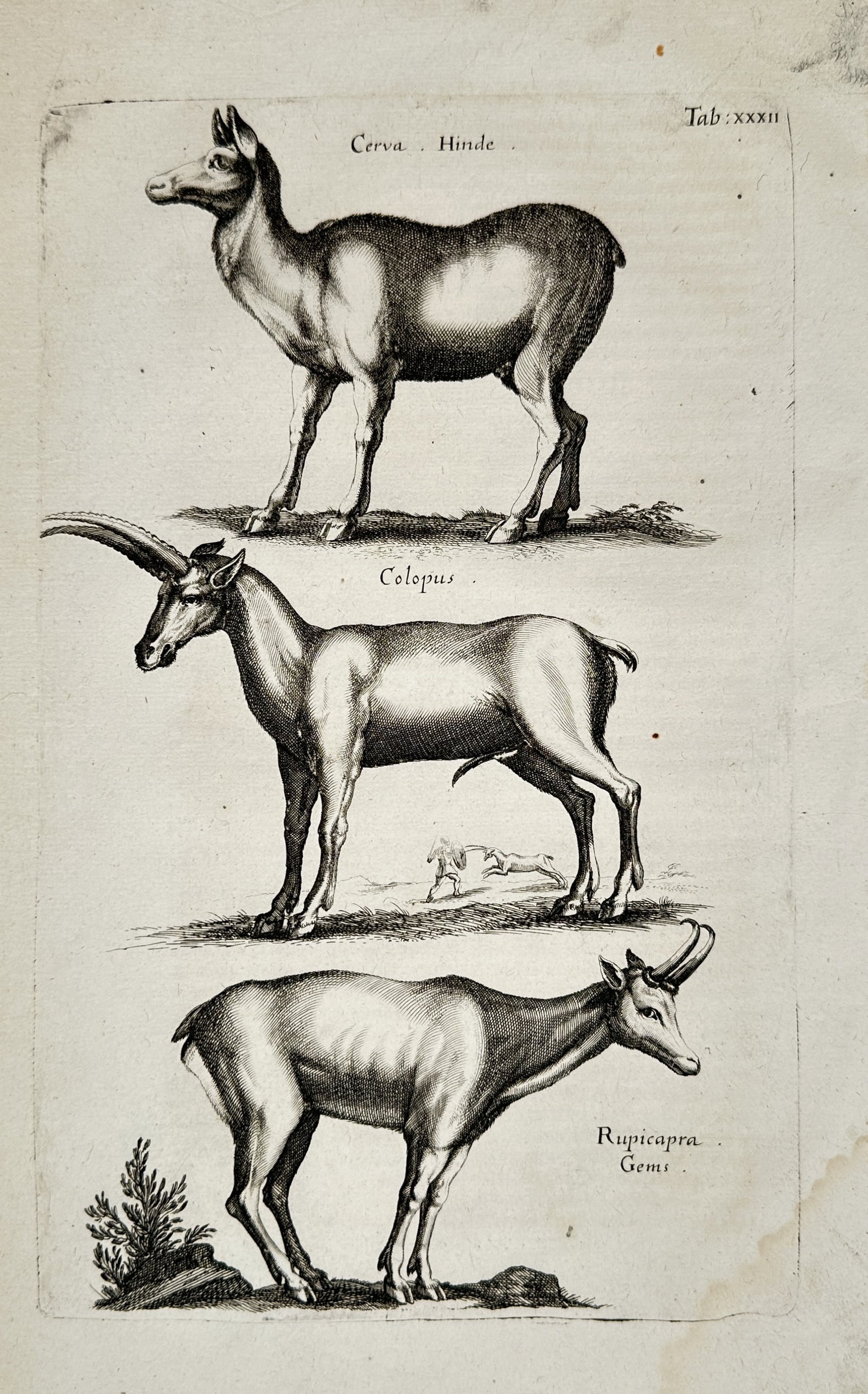 Jon Jonasen – Various Quadruped Animals – Engraving (17th Century) (1 of 2)