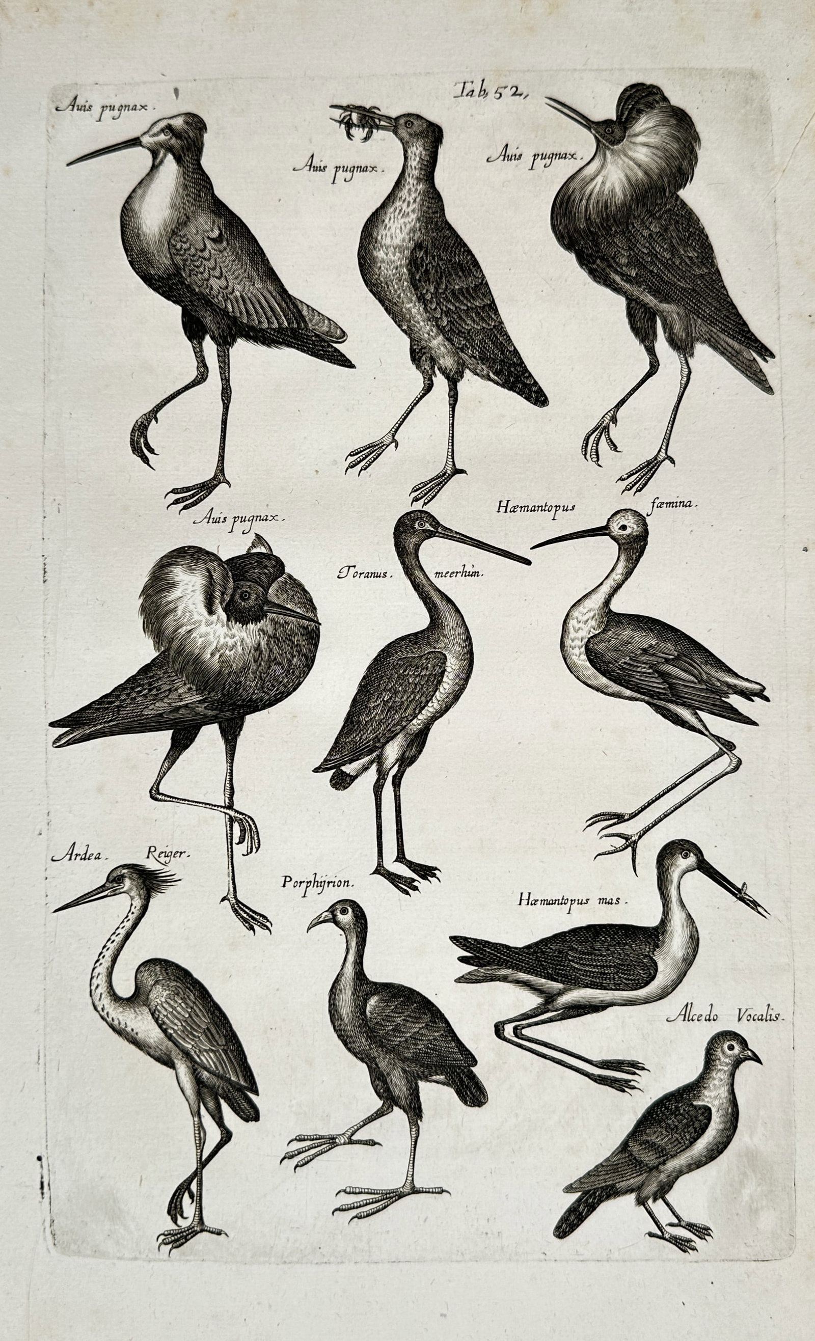 Jon Jonasen – Various Avian Wildlife – Engraving (17th Century): "Various Avian Wildlife" The work represents a natural history study depicting multiple species of birds including ruffs and wading birds shown against a neutral background. This print serves as an ed